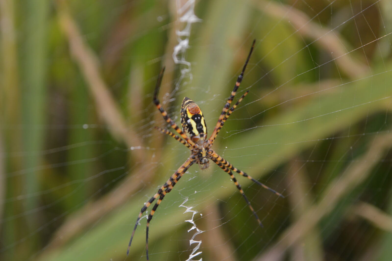 Nikon D3200 sample photo