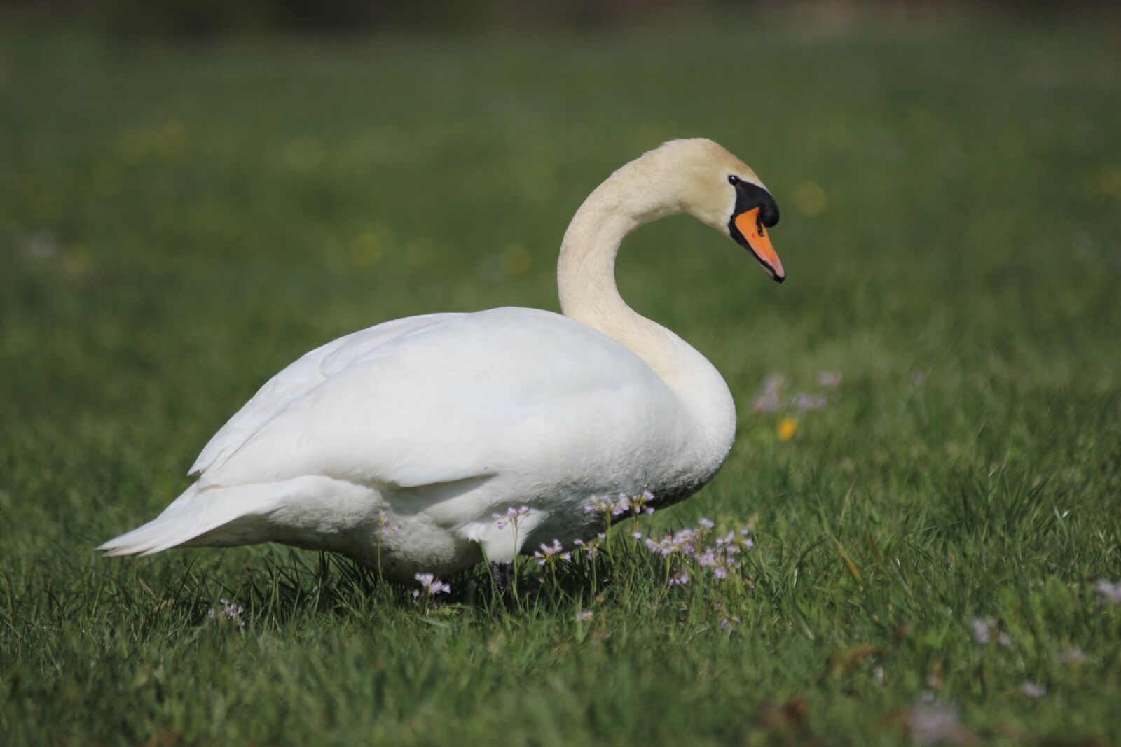 Canon EOS 600D (Rebel EOS T3i / EOS Kiss X5) sample photo. Fauna, animal, swan photography