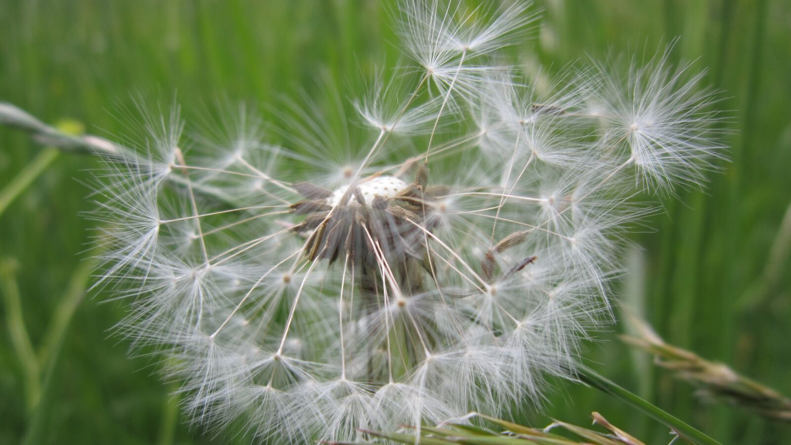 Canon PowerShot A3200 IS sample photo. Dandelion, pointed flower, meadow photography