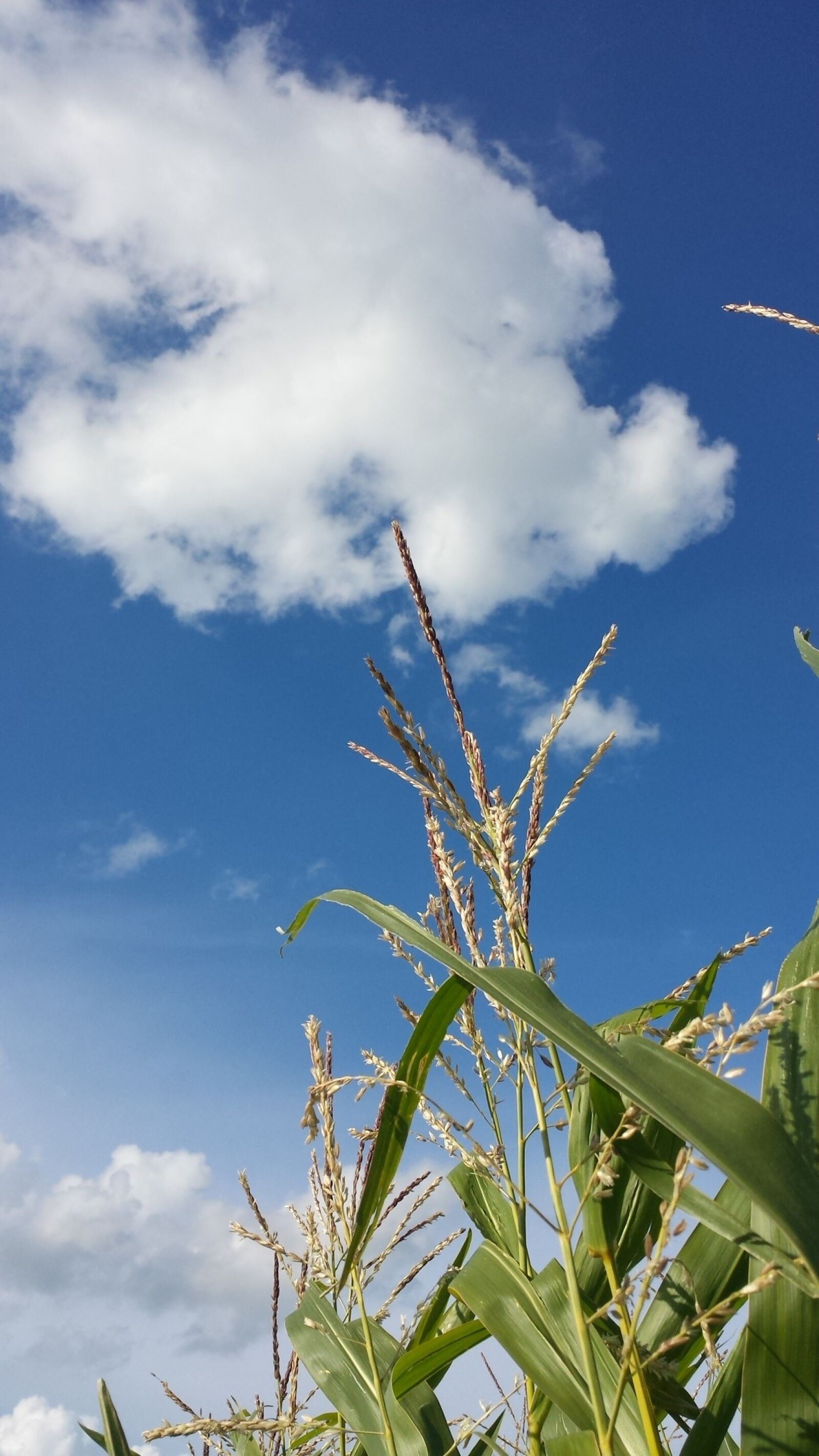 Samsung Galaxy S4 sample photo. Corn, field of corn photography