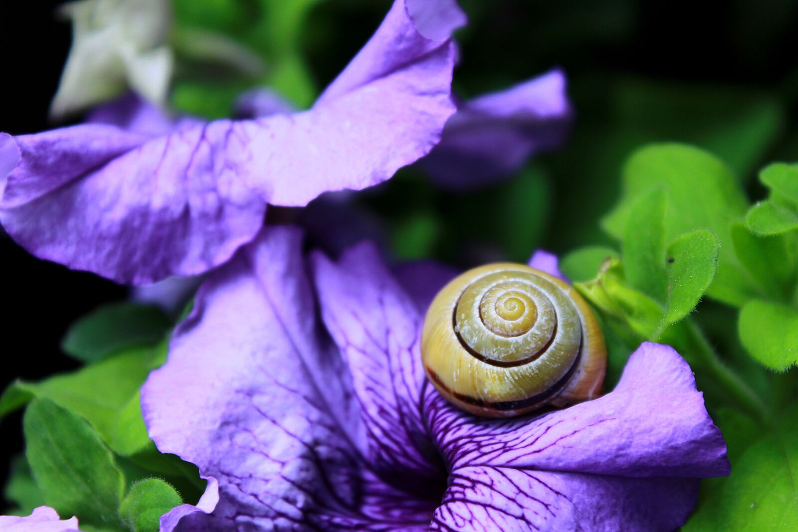 Canon EOS 1200D (EOS Rebel T5 / EOS Kiss X70 / EOS Hi) sample photo. Snail, shell, mollusk photography