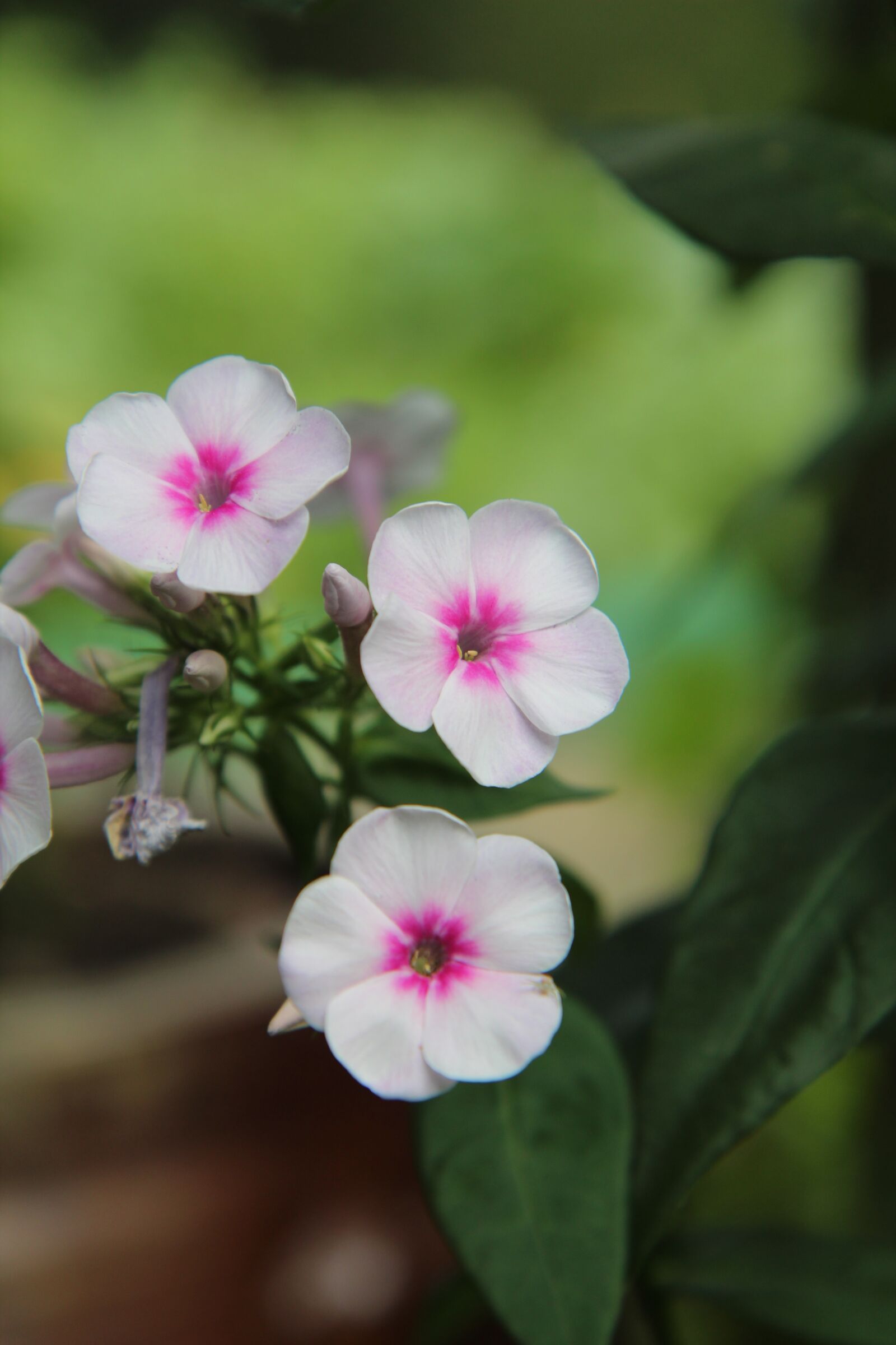 Canon EOS 600D (Rebel EOS T3i / EOS Kiss X5) sample photo. Flowering, flowers, garden photography
