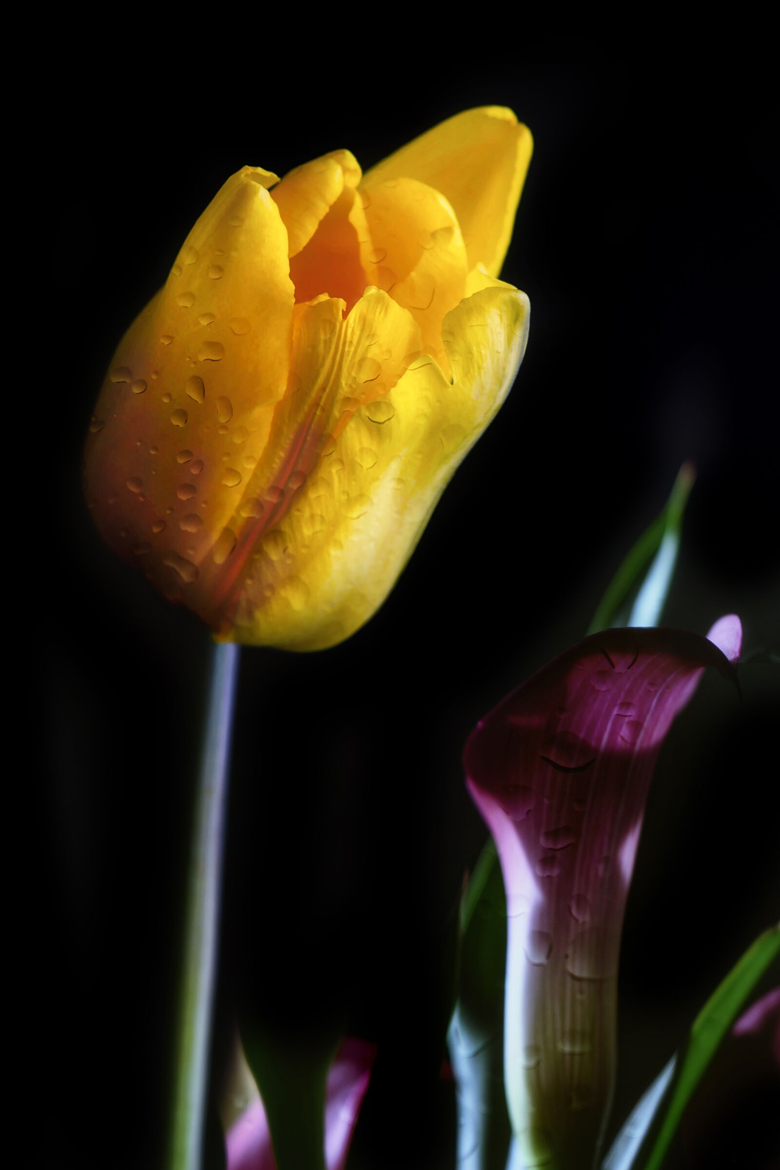 Nikon D3S sample photo. Flower, tulip, plant photography