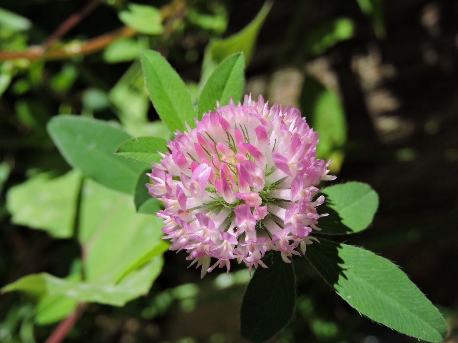Nikon Coolpix P600 sample photo. Flower, clover, nature photography