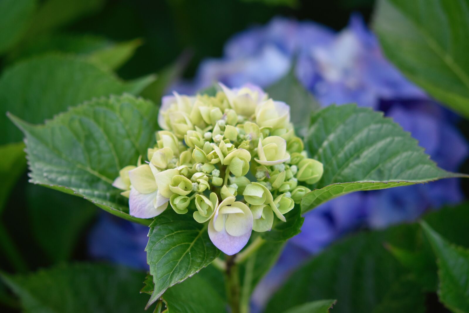 Nikon D5600 sample photo. Flower, flower hydrangea, plant photography