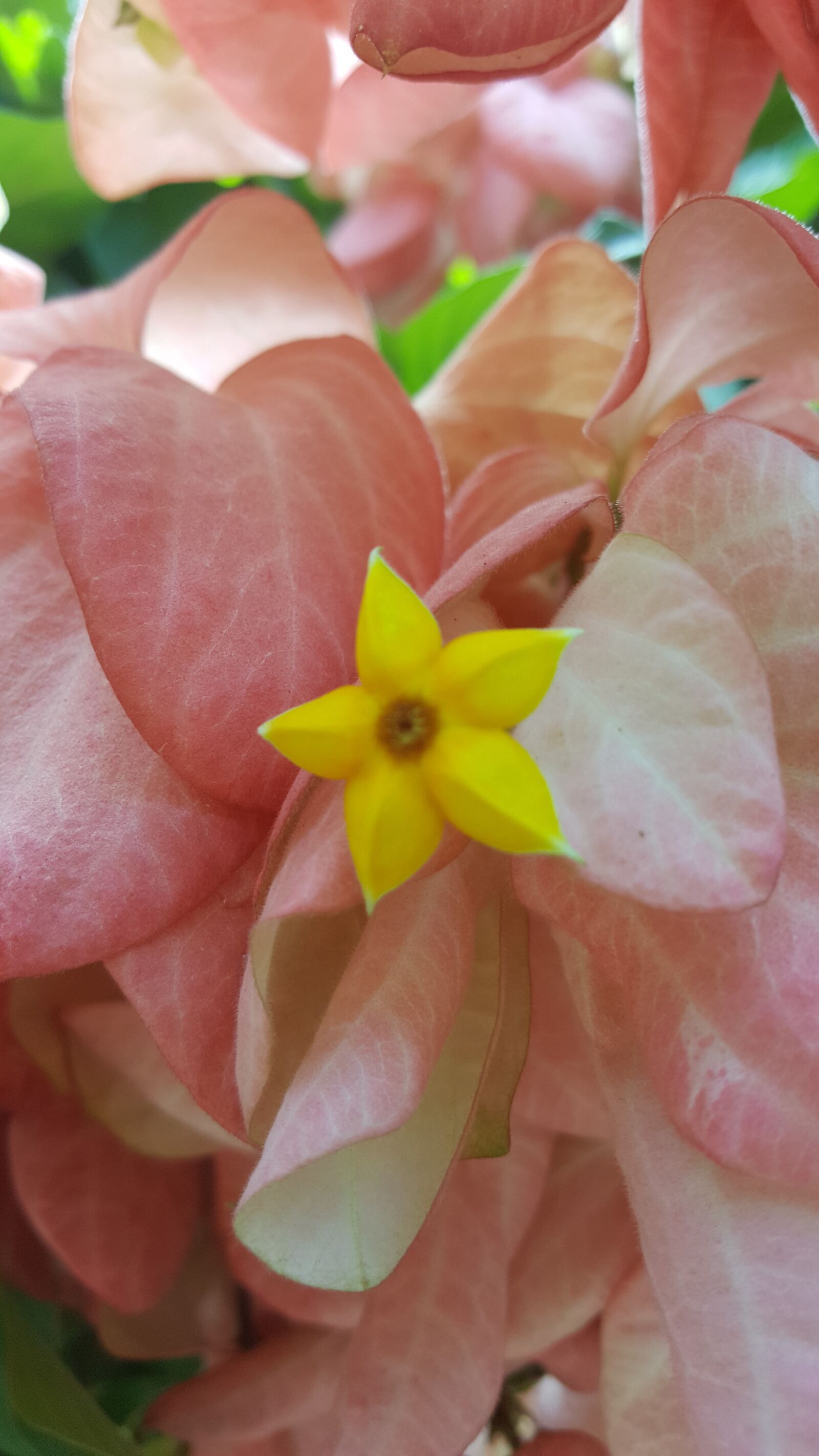 Samsung Galaxy Note5 sample photo. Flor, flor amarilla, natural photography