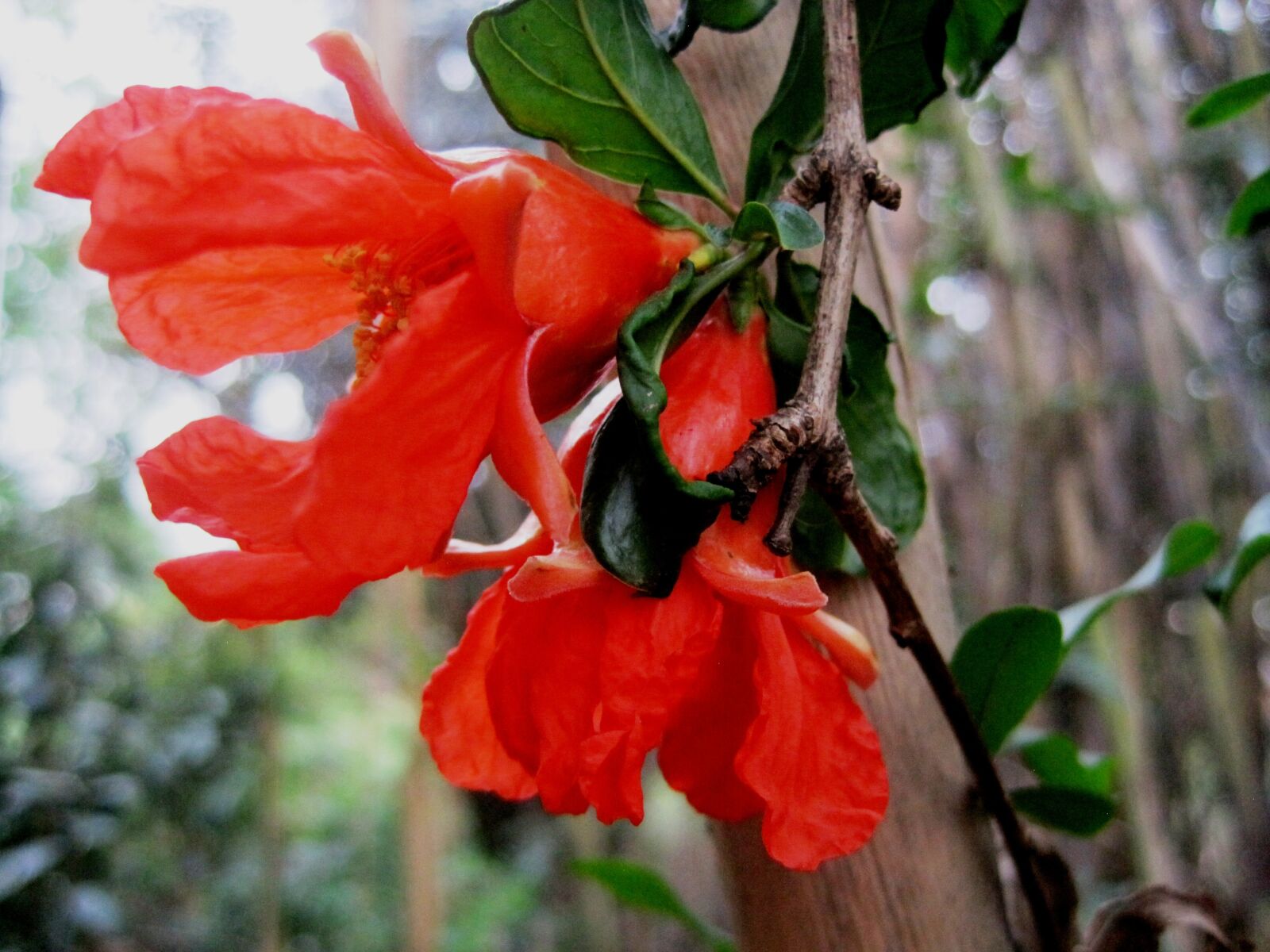 Canon PowerShot SD1200 IS (Digital IXUS 95 IS / IXY Digital 110 IS) sample photo. Pomegranate, flowers, twin photography