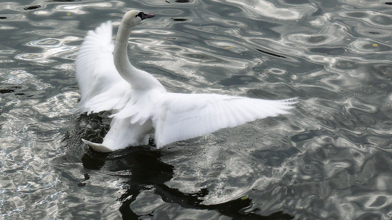 Leica V-LUX 1 sample photo. Swan, my dear swan photography