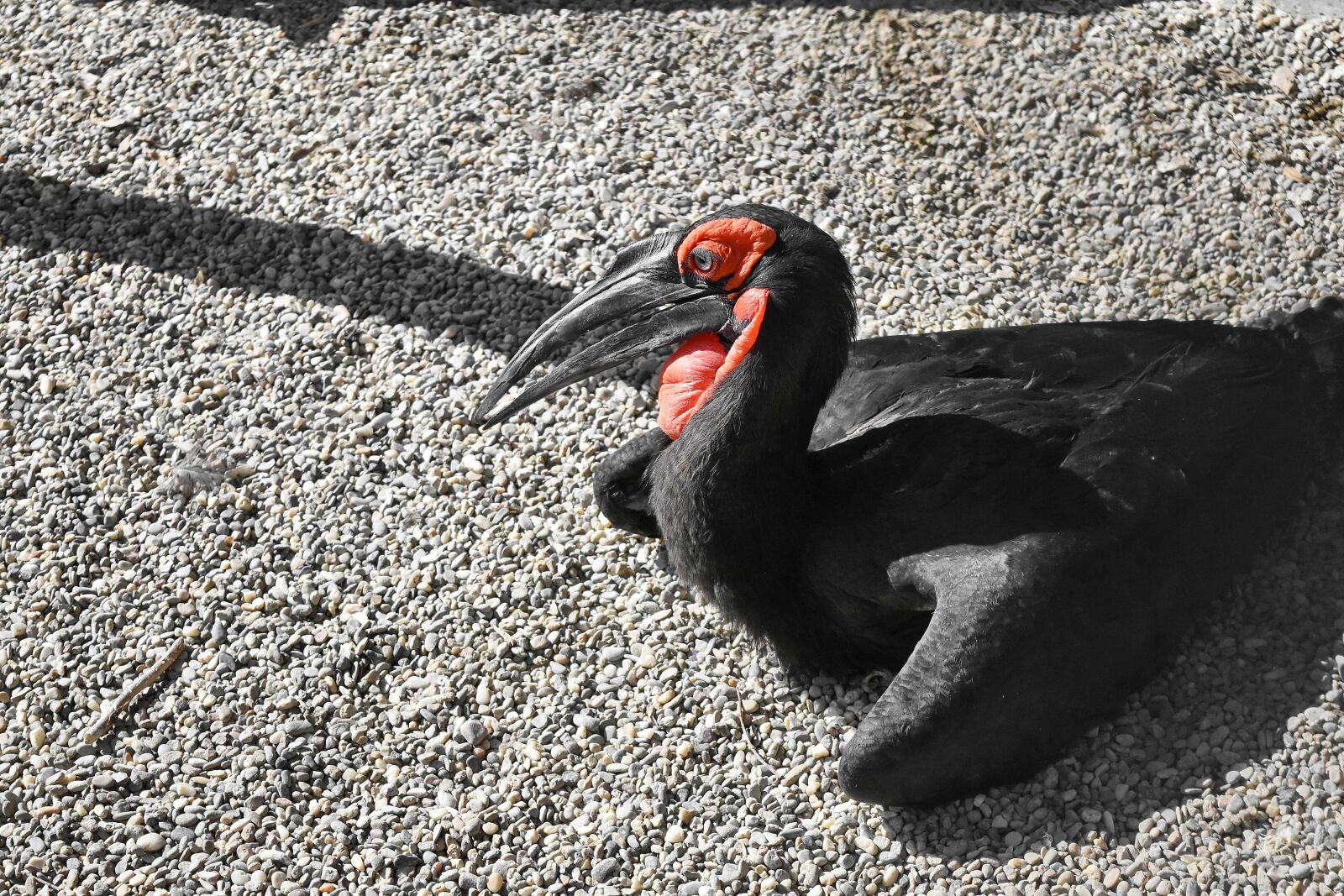 Nikon D5500 sample photo. Black, beak, wildlife, animal photography