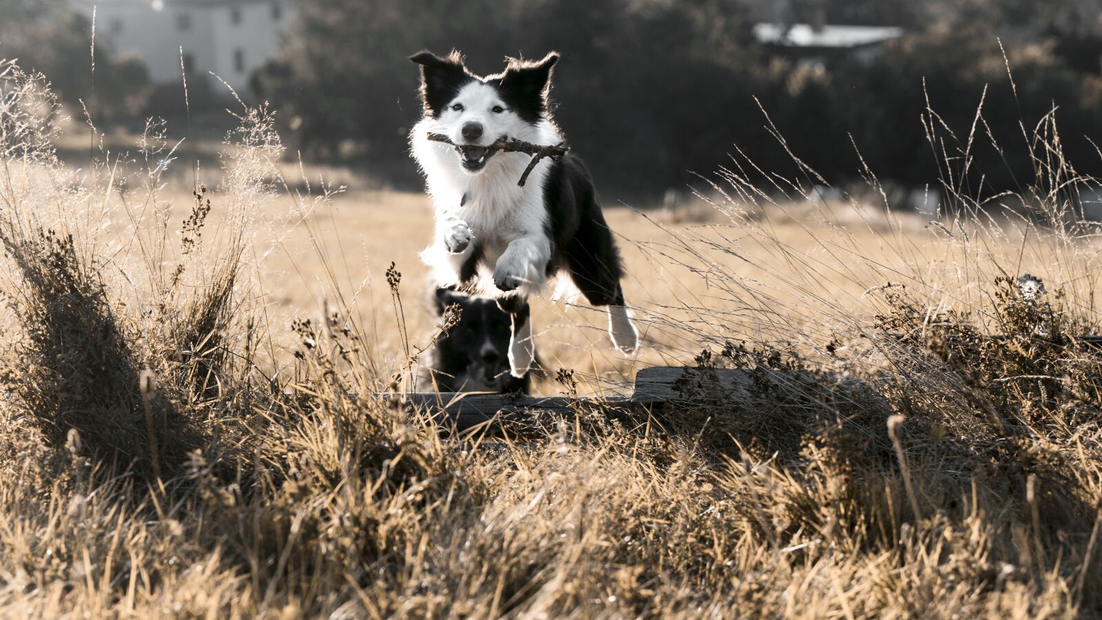 Canon EOS 800D (EOS Rebel T7i / EOS Kiss X9i) sample photo. Jumping, dog, bordercollie photography