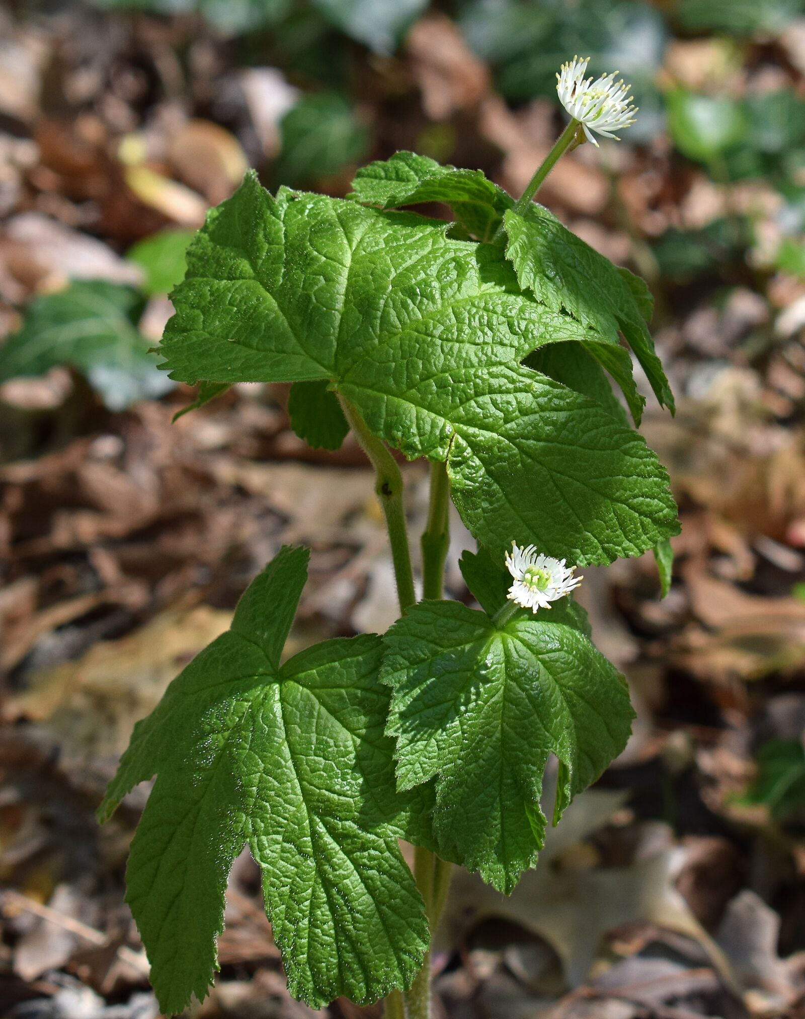 Nikon D3300 sample photo. Goldenseal, wildflower, flower photography