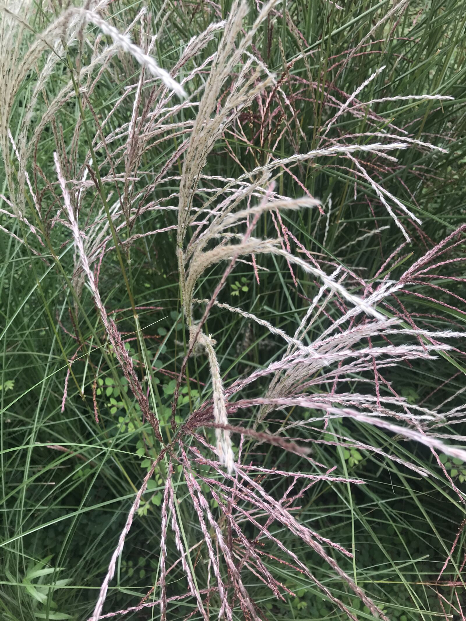 iPhone 7 back camera 3.99mm f/1.8 sample photo. Autumn, indian summer, grasses photography