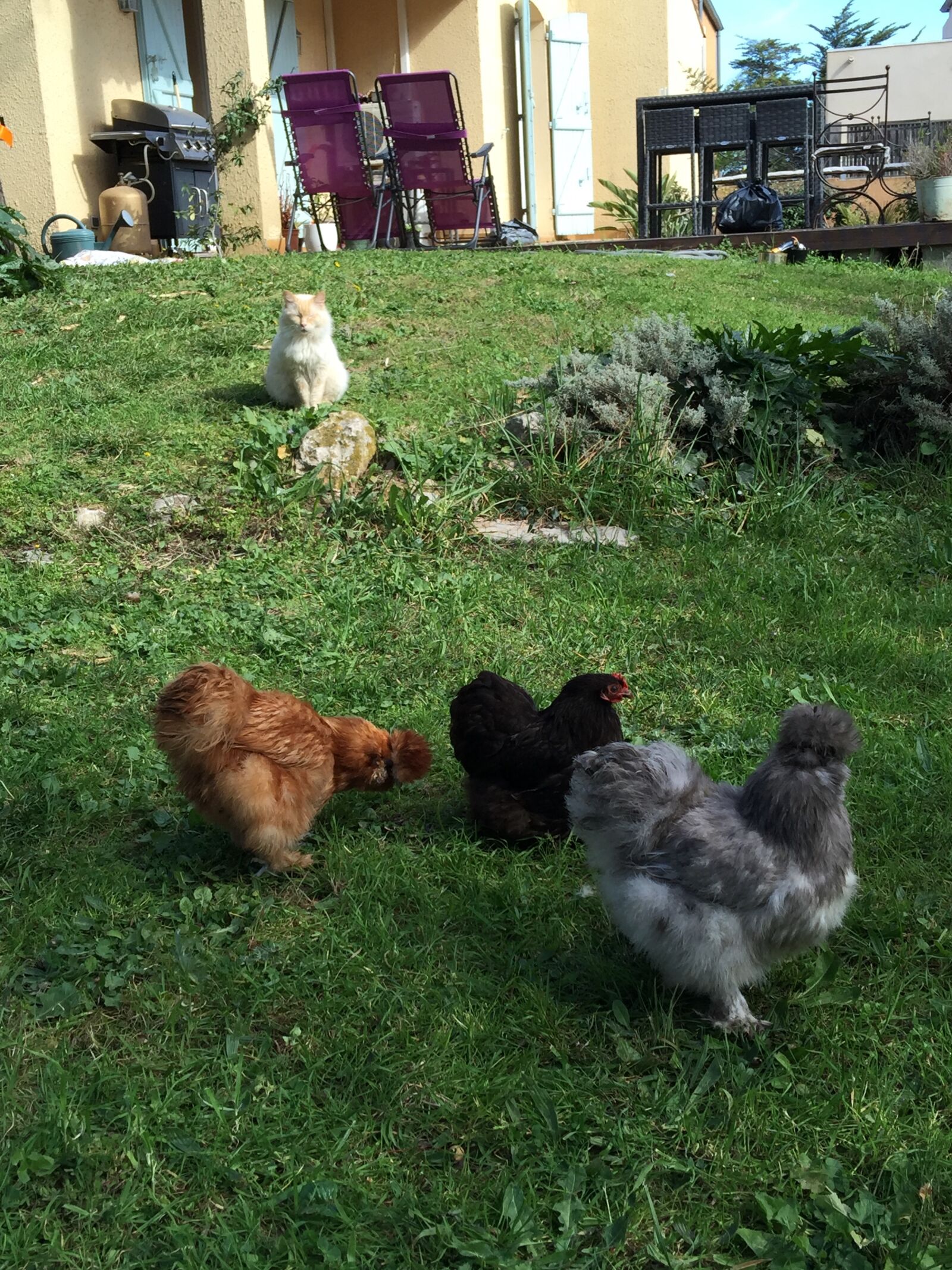 iPhone 6 Plus back camera 4.15mm f/2.2 sample photo. Poules, de, luxe photography