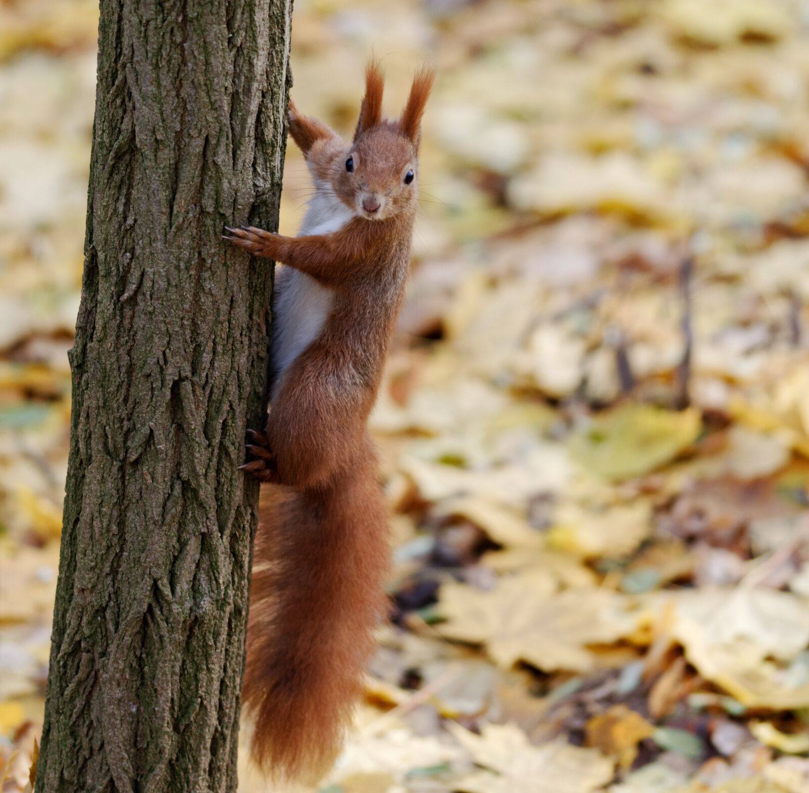 Nikon D5100 sample photo. Squirrel, pet, rodent photography
