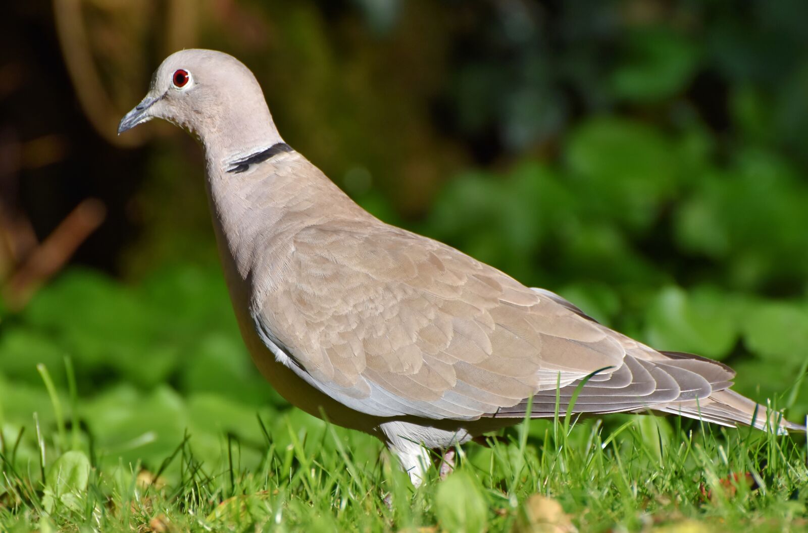 Nikon D7200 sample photo. Dove, ringdove, bird photography