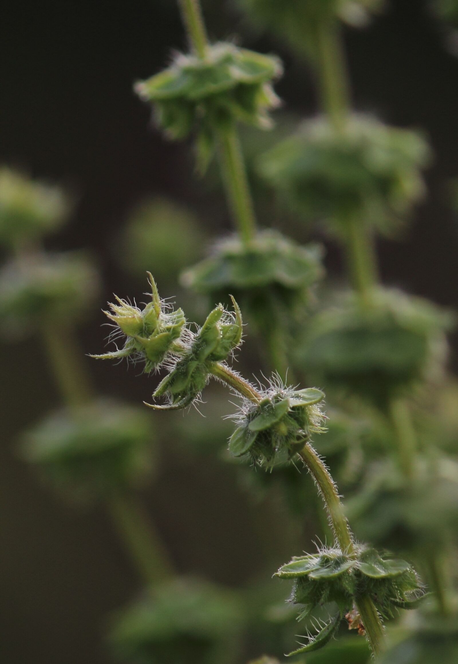 Canon EOS 600D (Rebel EOS T3i / EOS Kiss X5) sample photo. Thistle, plant, green photography