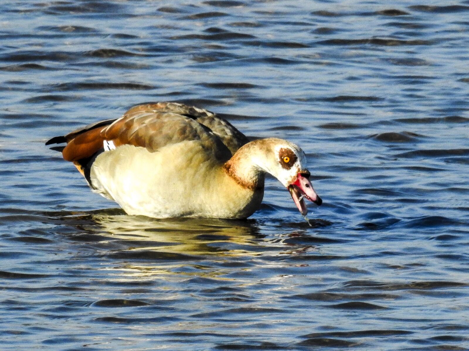 Nikon Coolpix P900 sample photo. Nilgans, goose, water bird photography