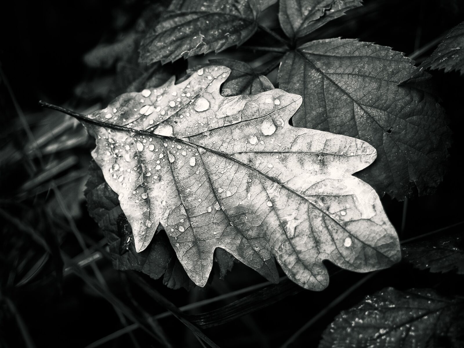 Olympus OM-D E-M1 + Olympus M.Zuiko Digital ED 12-40mm F2.8 Pro sample photo. Autumn, leaves, leaf photography