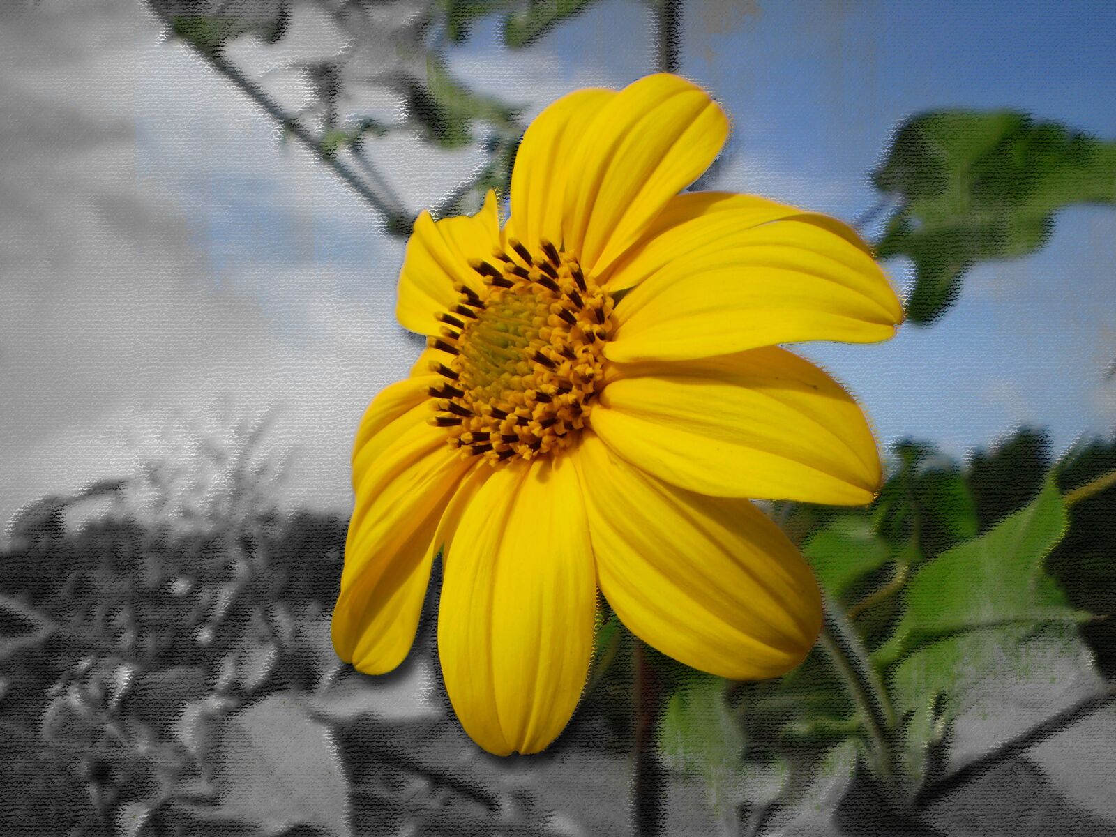 Olympus FE210,X775 sample photo. Flower, yellow, petals yellow photography