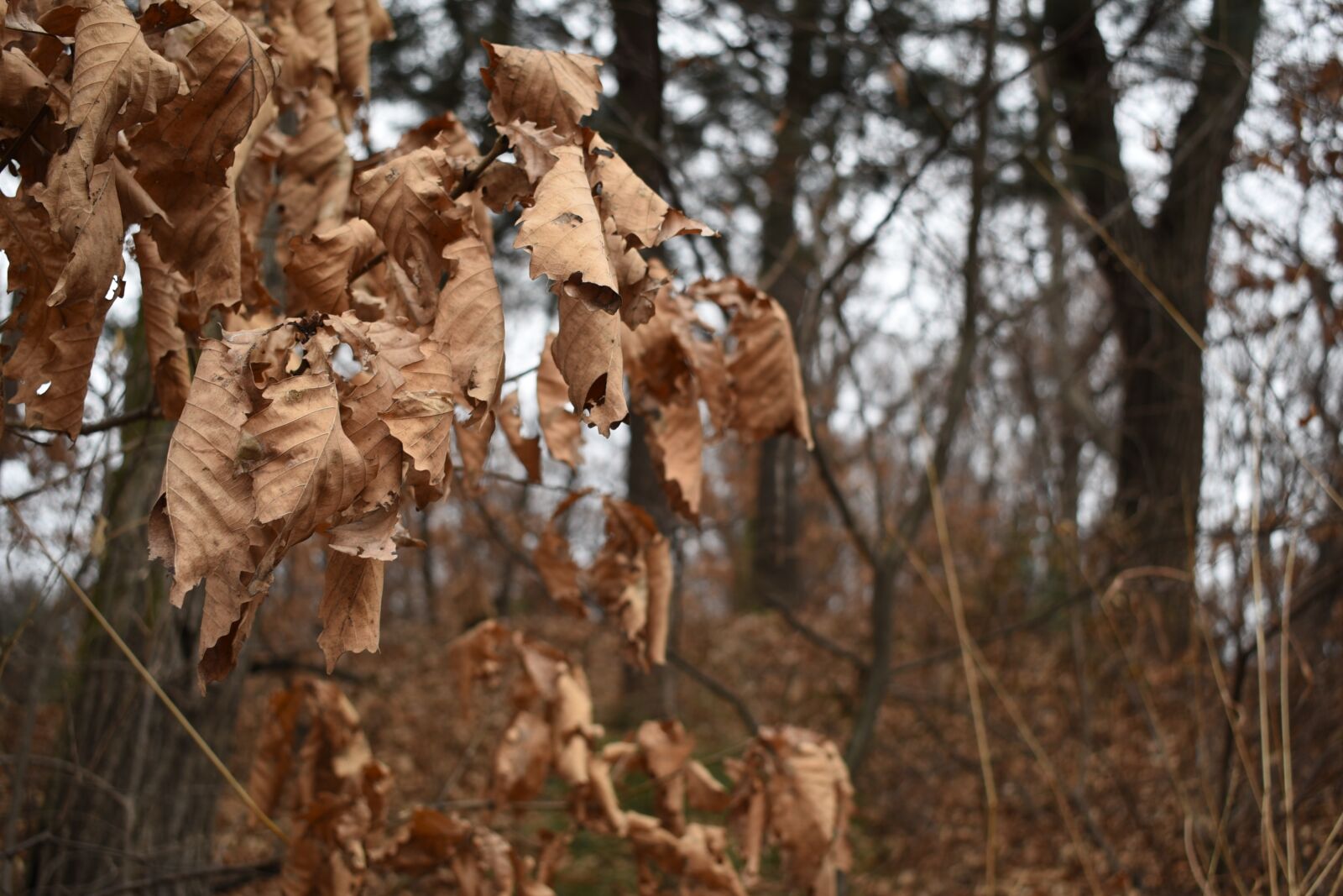Nikon D750 sample photo. Dry, the leaves, winter photography