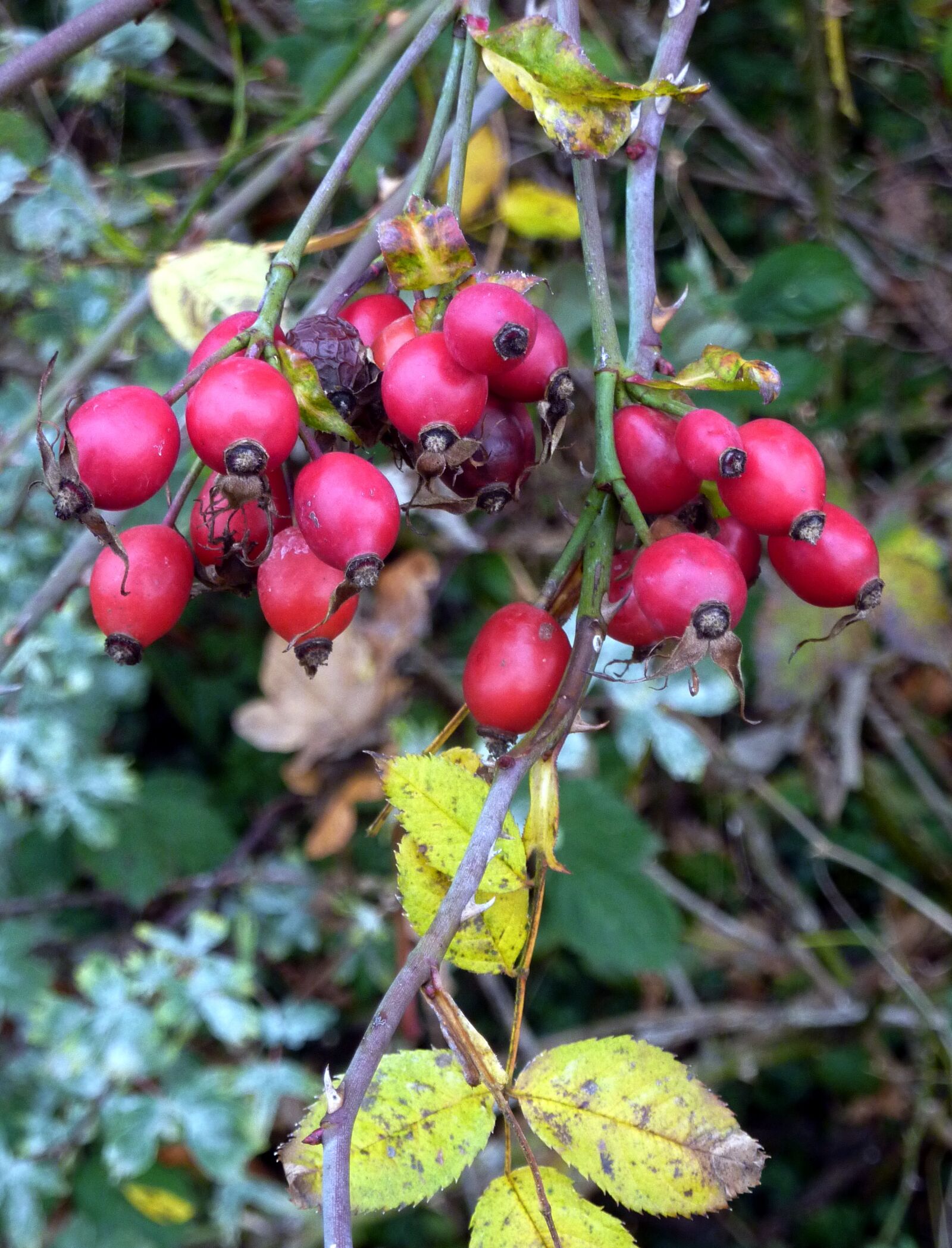 Panasonic DMC-TZ7 sample photo. églantines, fruit, red photography