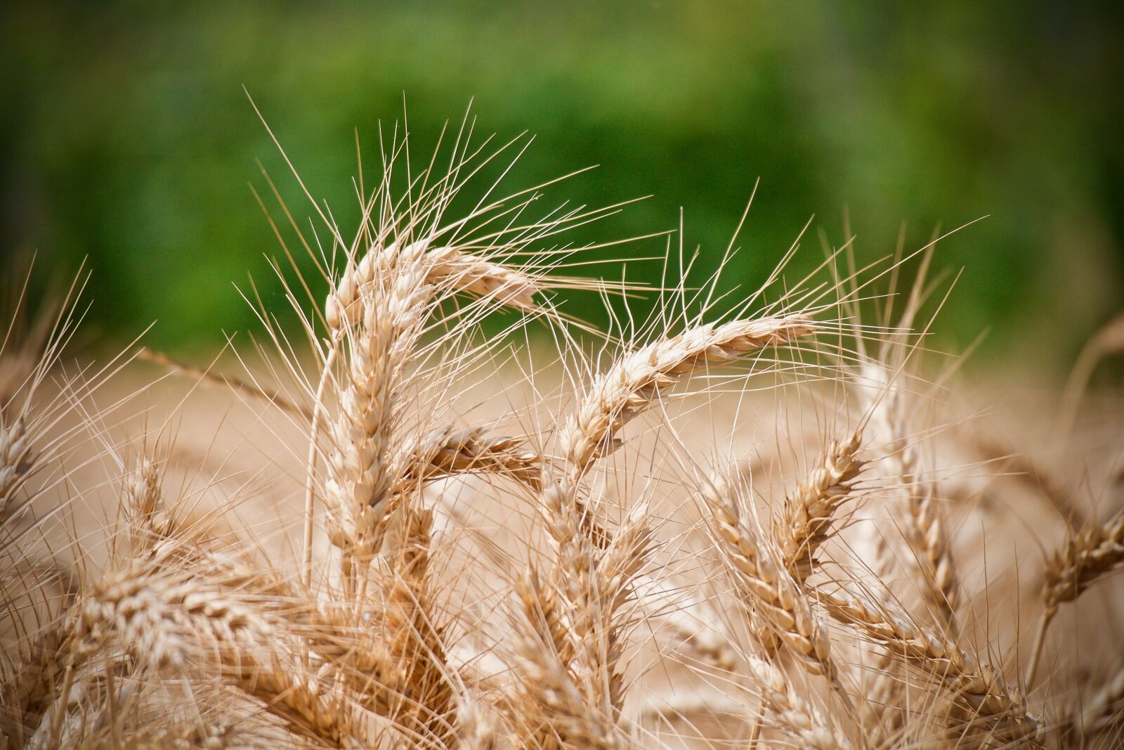 Canon EOS M + Canon EF-M 55-200mm F4.5-6.3 IS STM sample photo. Wheat, ears of wheat photography