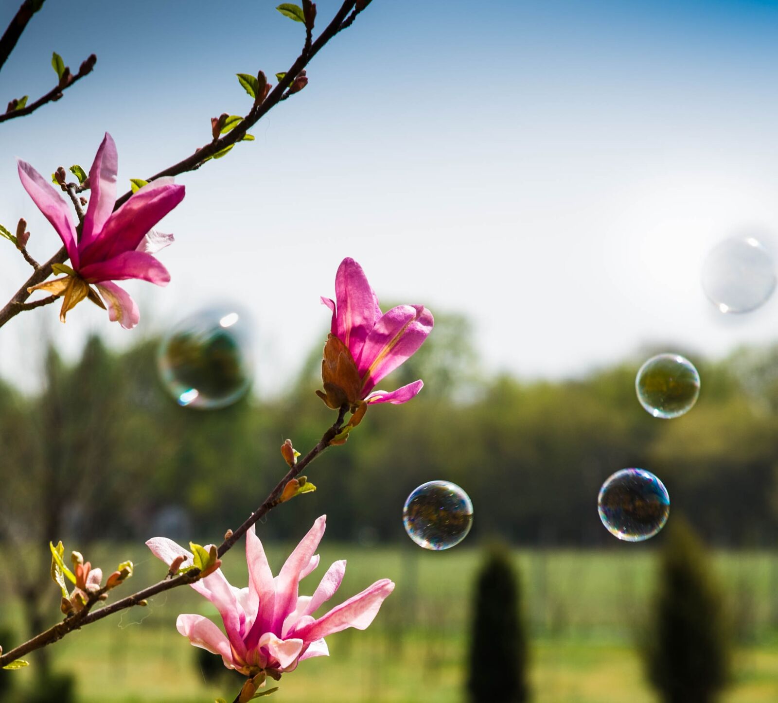 Nikon D610 sample photo. Magnolia, bubbles, spring photography