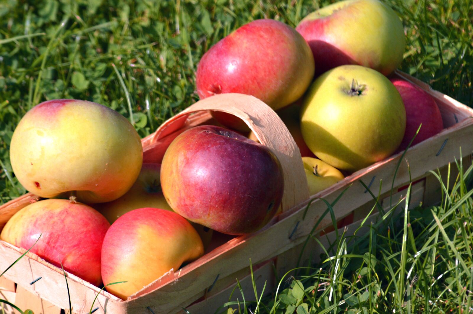 Nikon D3200 sample photo. Apple, fruit, fruit basket photography