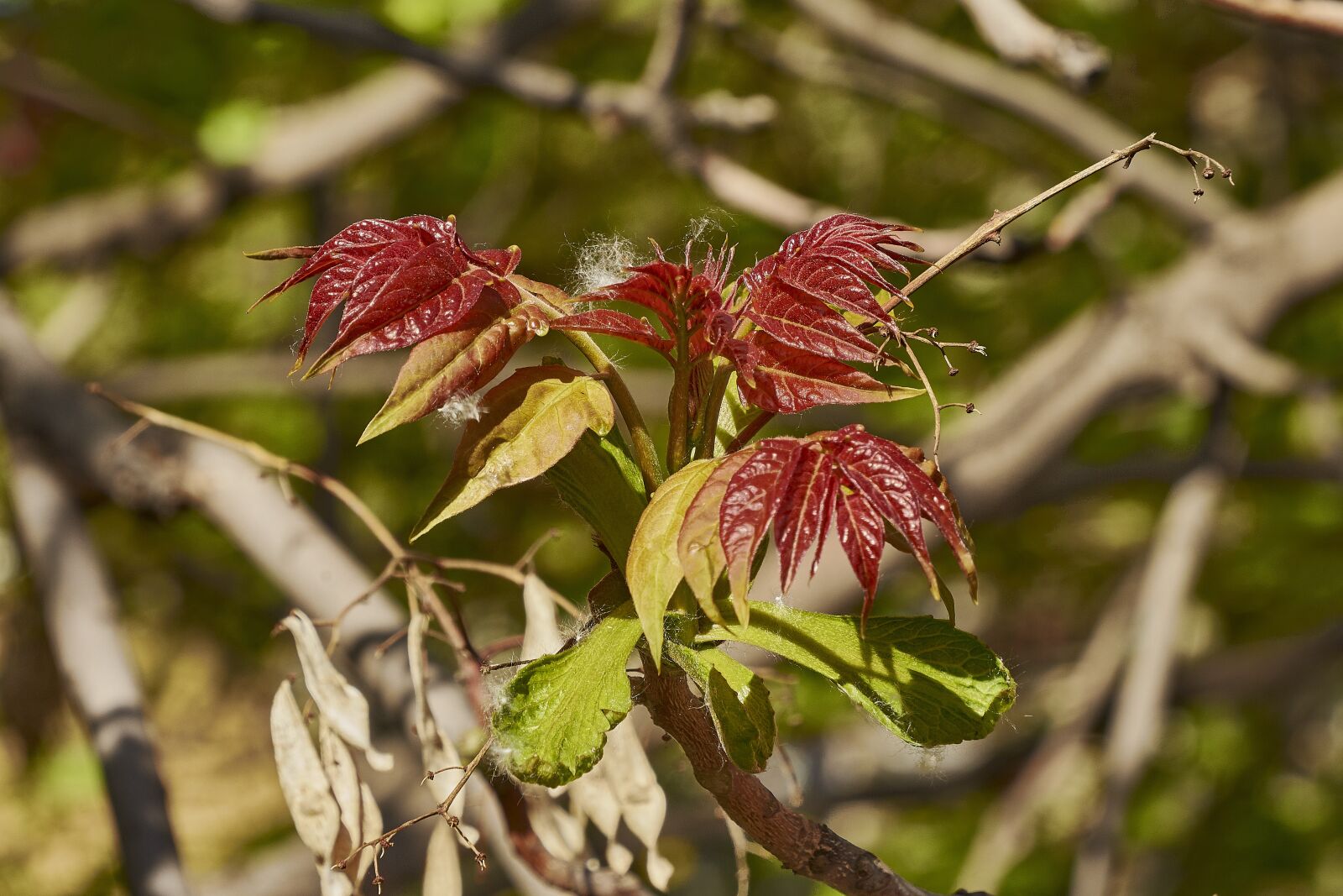 Nikon D7200 sample photo. Shrub, leaves, plant photography