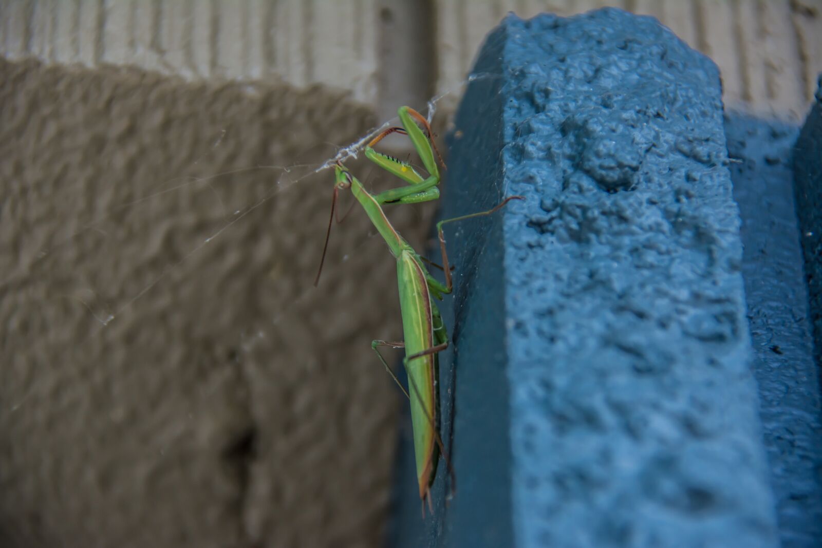 Nikon D5200 sample photo. Praying mantis, insects, mantis photography