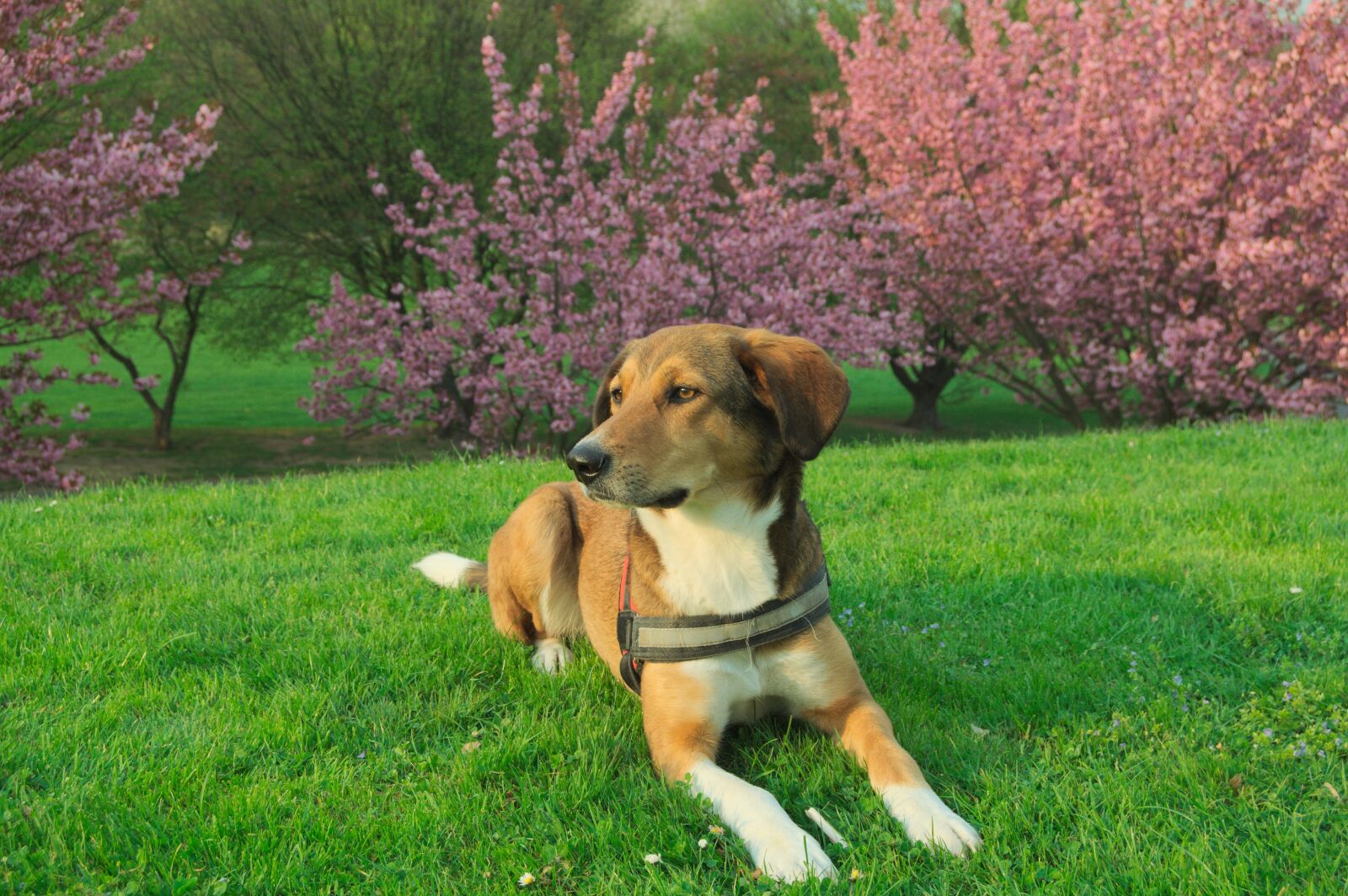 Nikon D5000 sample photo. Dog, concerns, hybrid photography