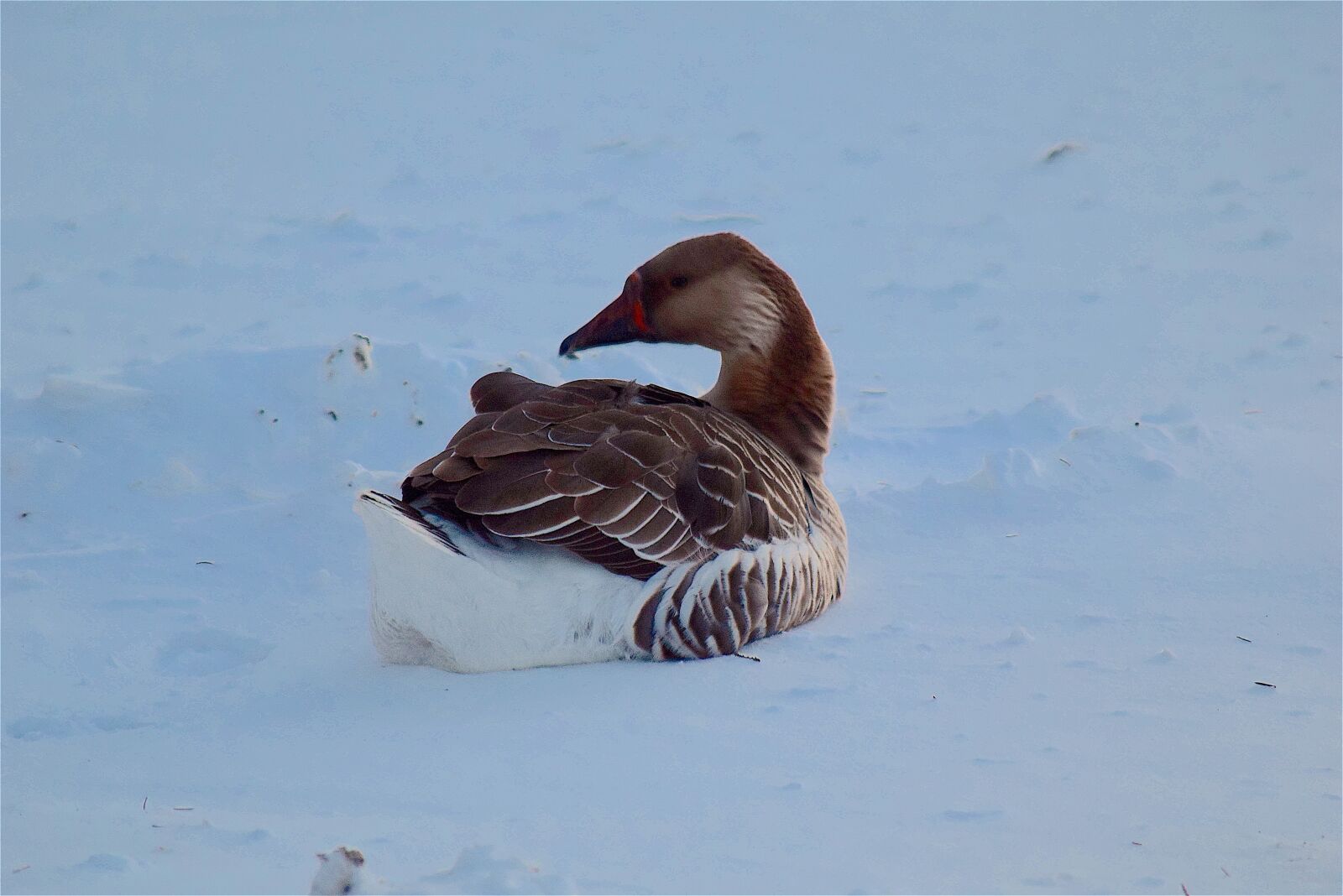 Nikon D3300 sample photo. Goose, brown, snow photography