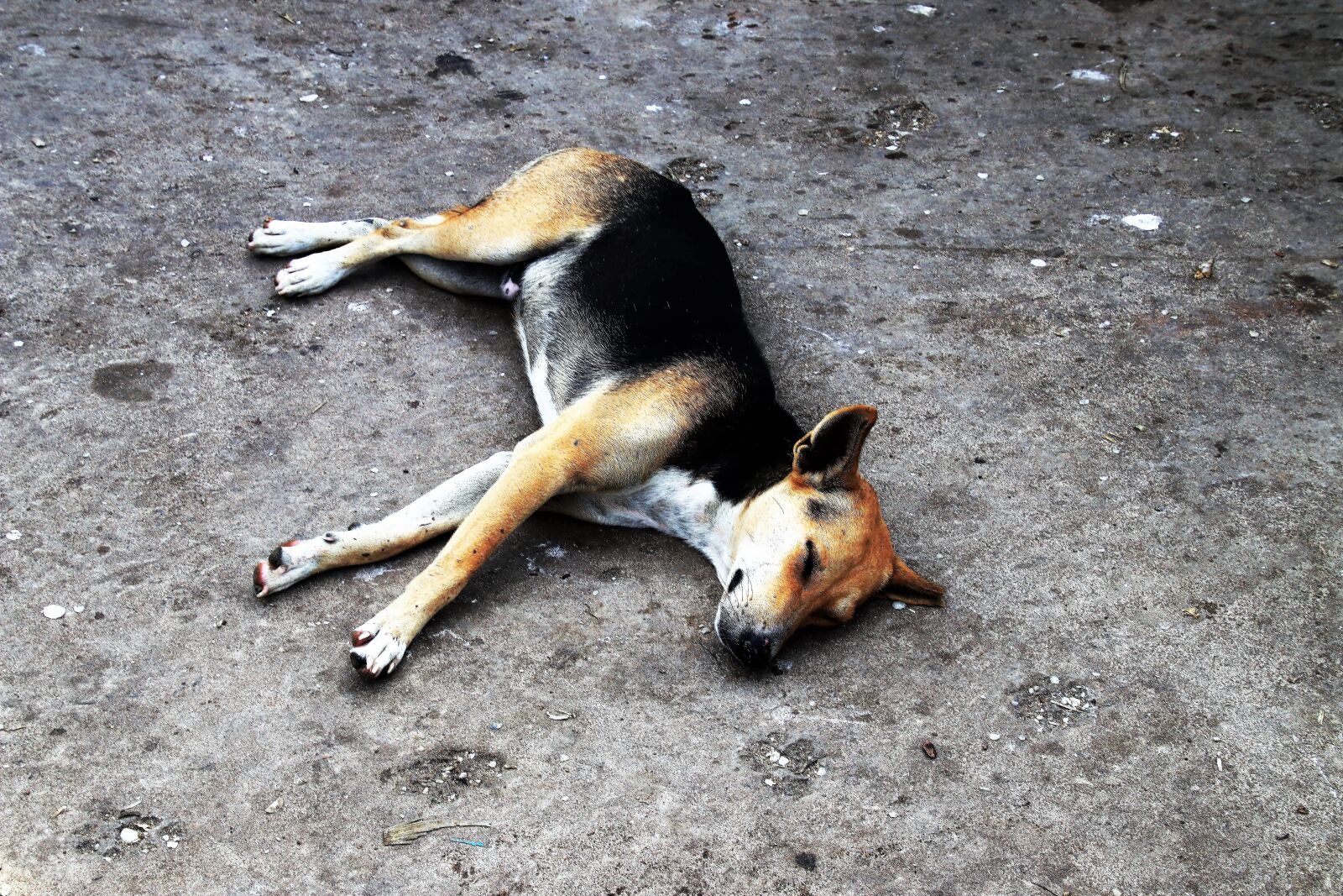 Canon EOS 80D sample photo. Dog, sleeping, animals photography