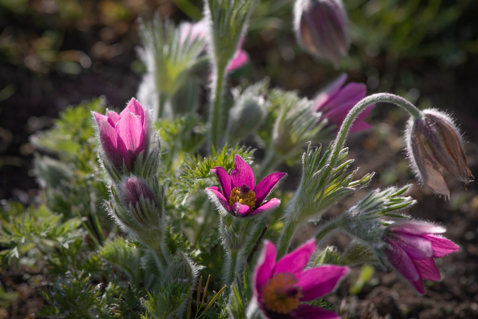 Nikon D750 sample photo. Anemone, flower, flowers photography