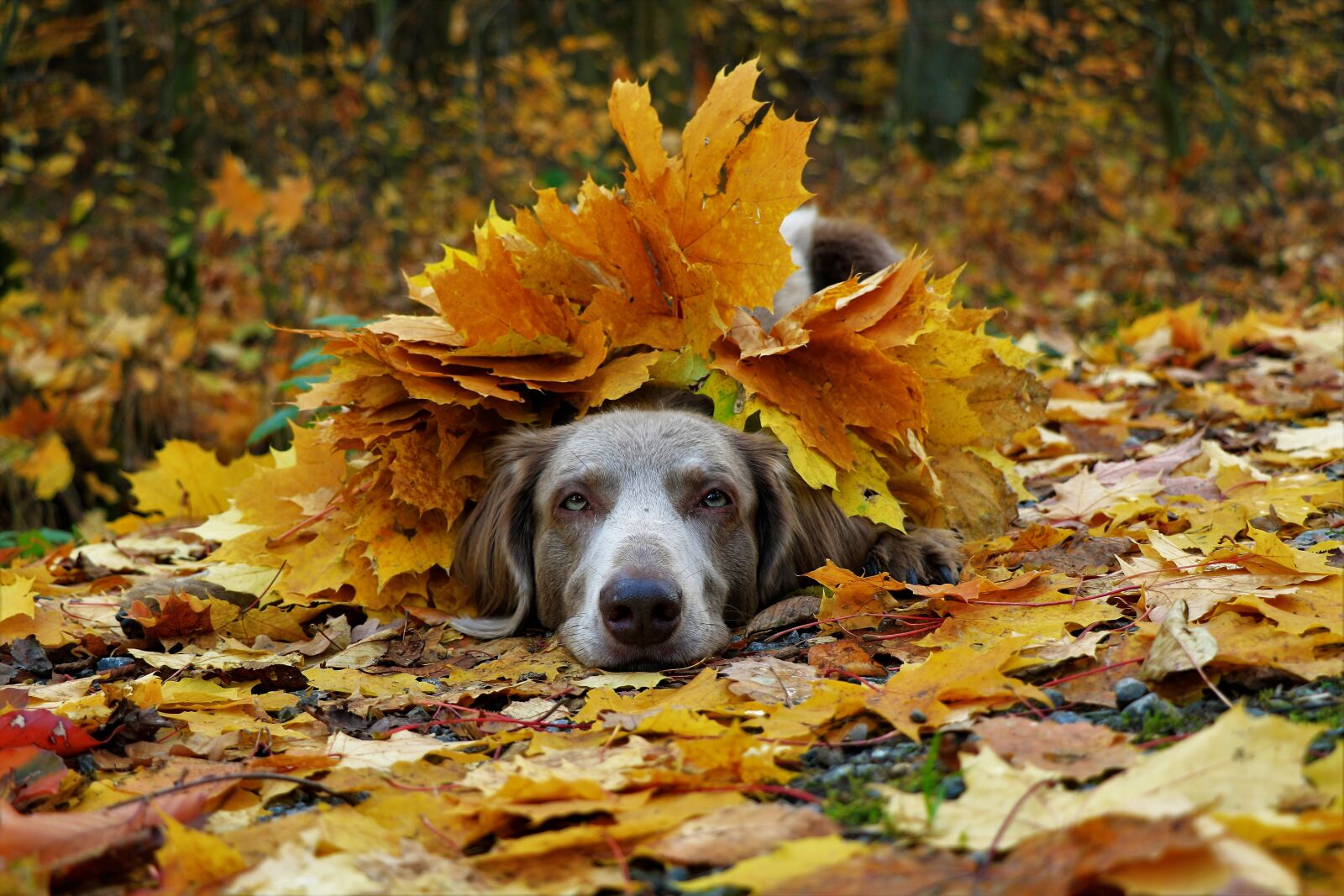 Canon EOS 7D Mark II sample photo. Weimaraner, forest, autumn photography