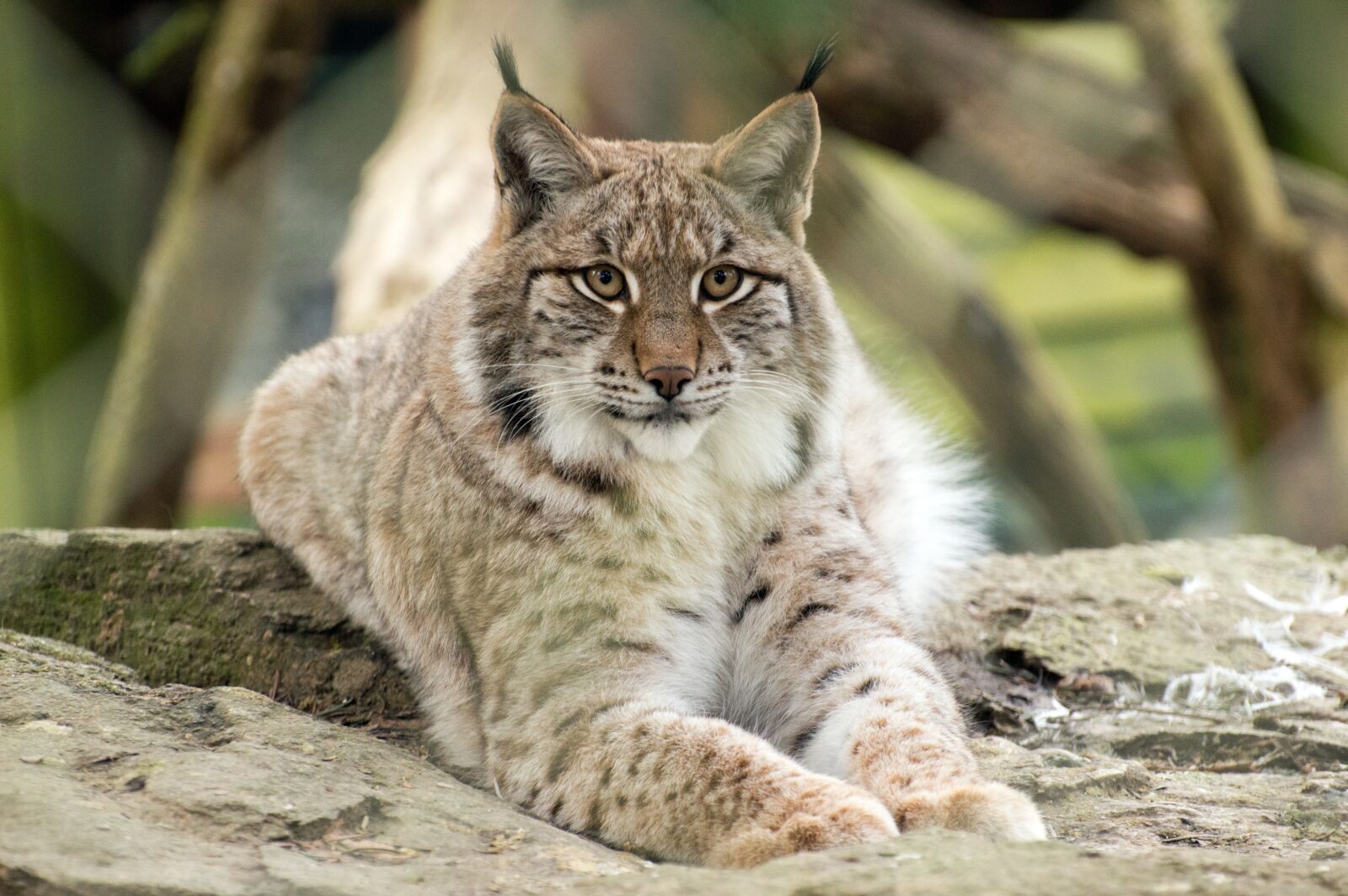 Nikon D3200 sample photo. Nature, animal world, animal photography