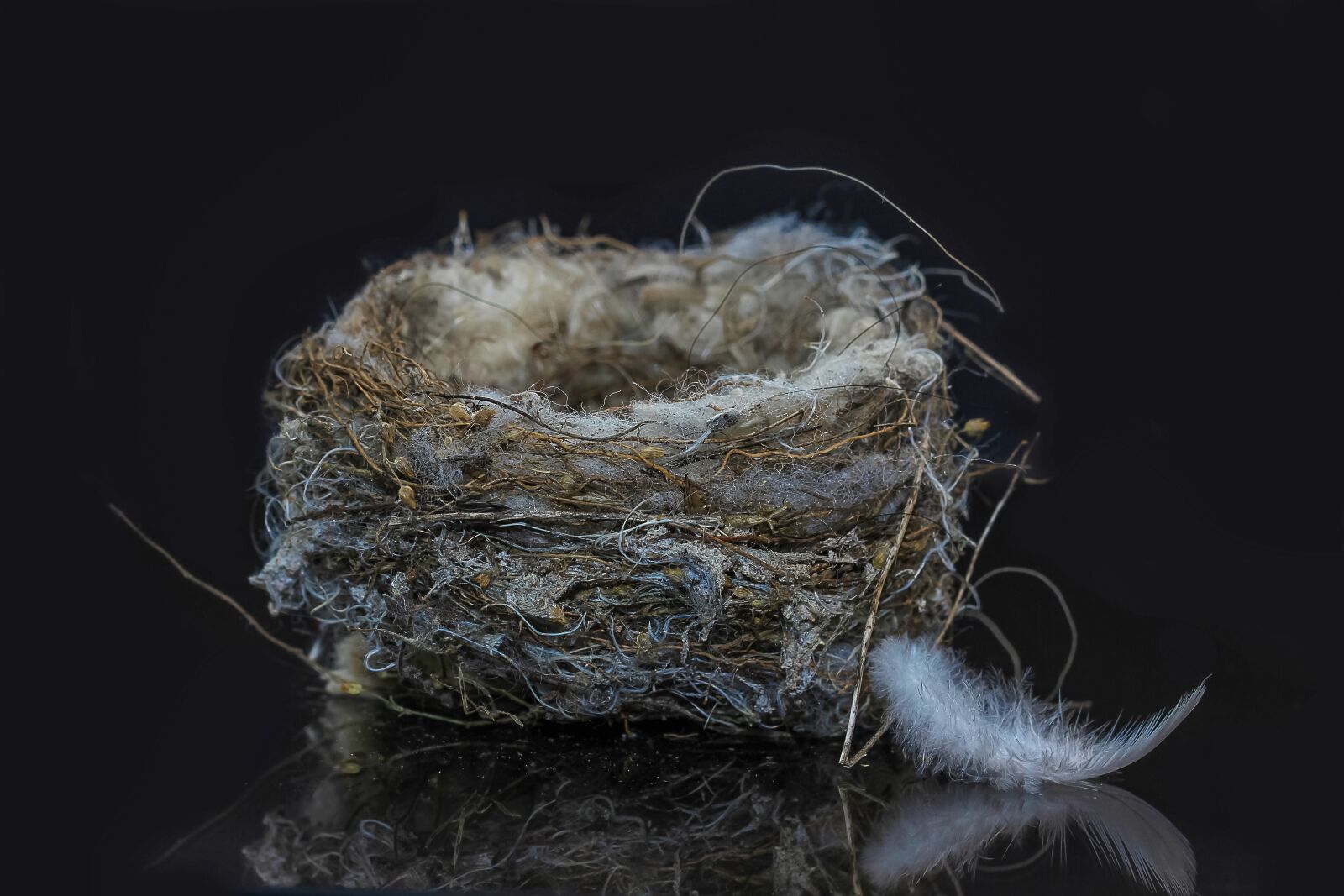 Canon EOS 600D (Rebel EOS T3i / EOS Kiss X5) sample photo. Bird's nest, nest building photography