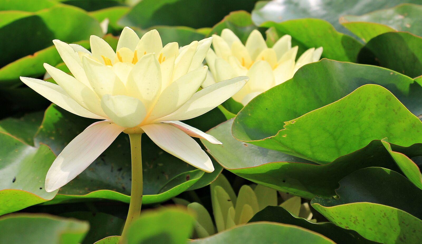 Canon EOS 550D (EOS Rebel T2i / EOS Kiss X4) sample photo. Water lilies, nuphar, aquatic photography