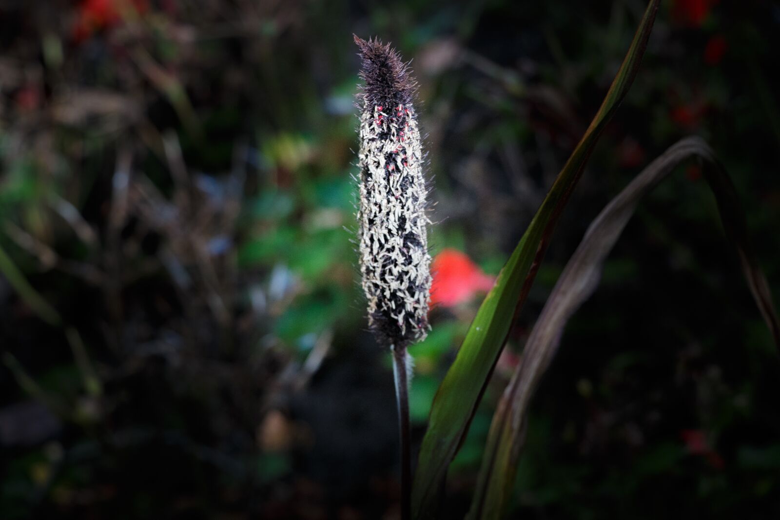 Canon EOS 70D sample photo. Bulrushes, flower, flora photography
