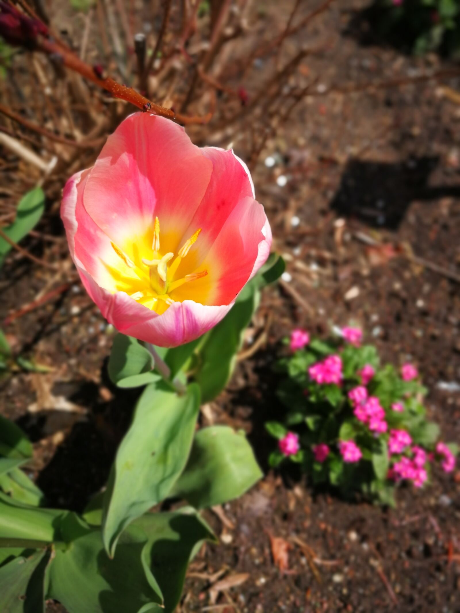 HUAWEI P10 sample photo. Nature, flower, plant photography