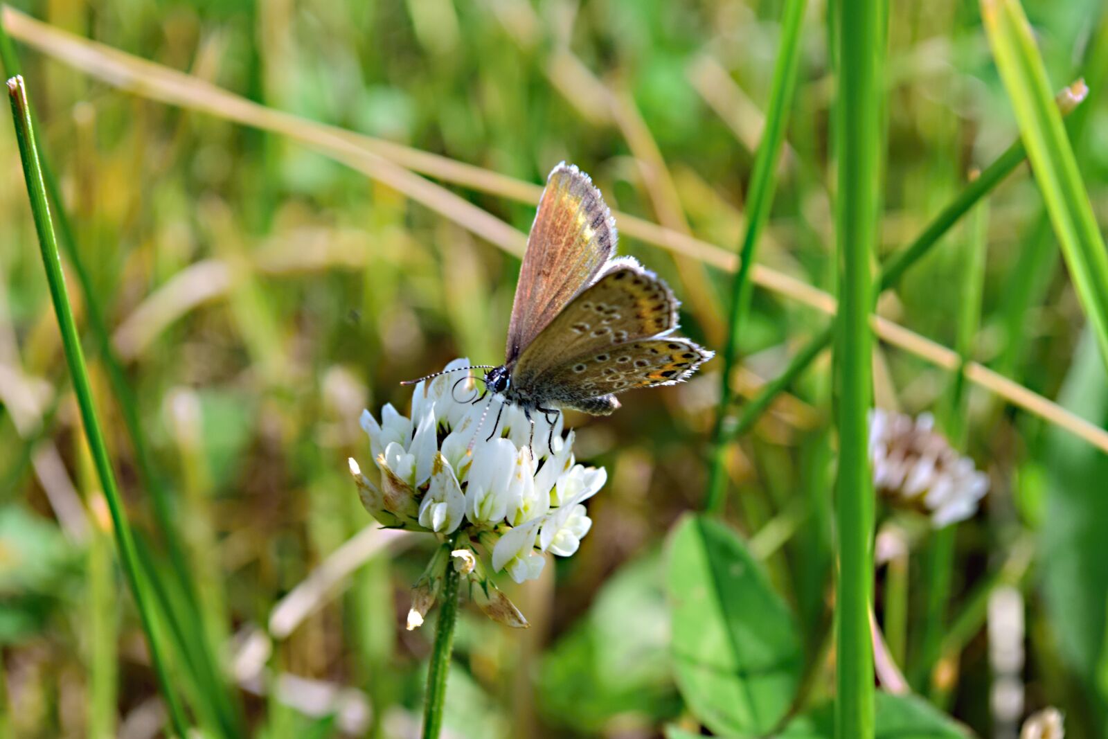 Nikon D5300 sample photo. Meadow, clover white, butterfly photography