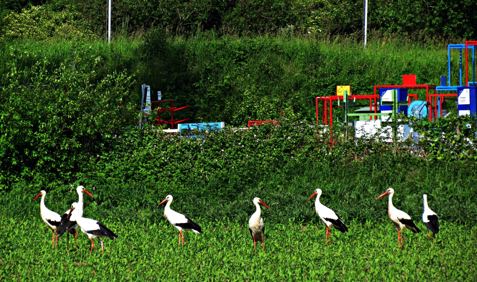 Canon PowerShot SX30 IS sample photo. Stork, field, meadow photography