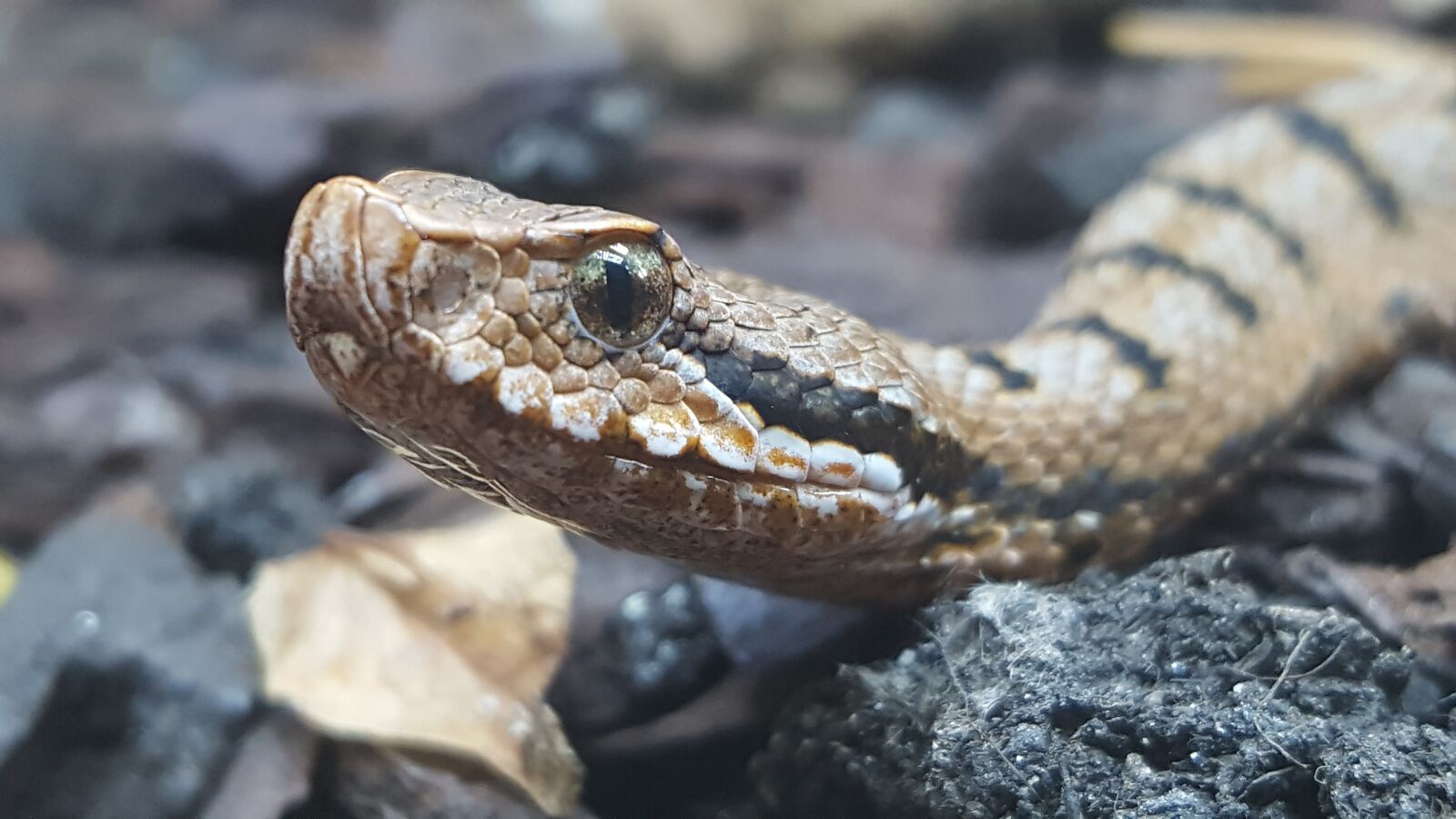 Samsung GALAXY S6 edge sample photo. Snake, nature, reptile photography