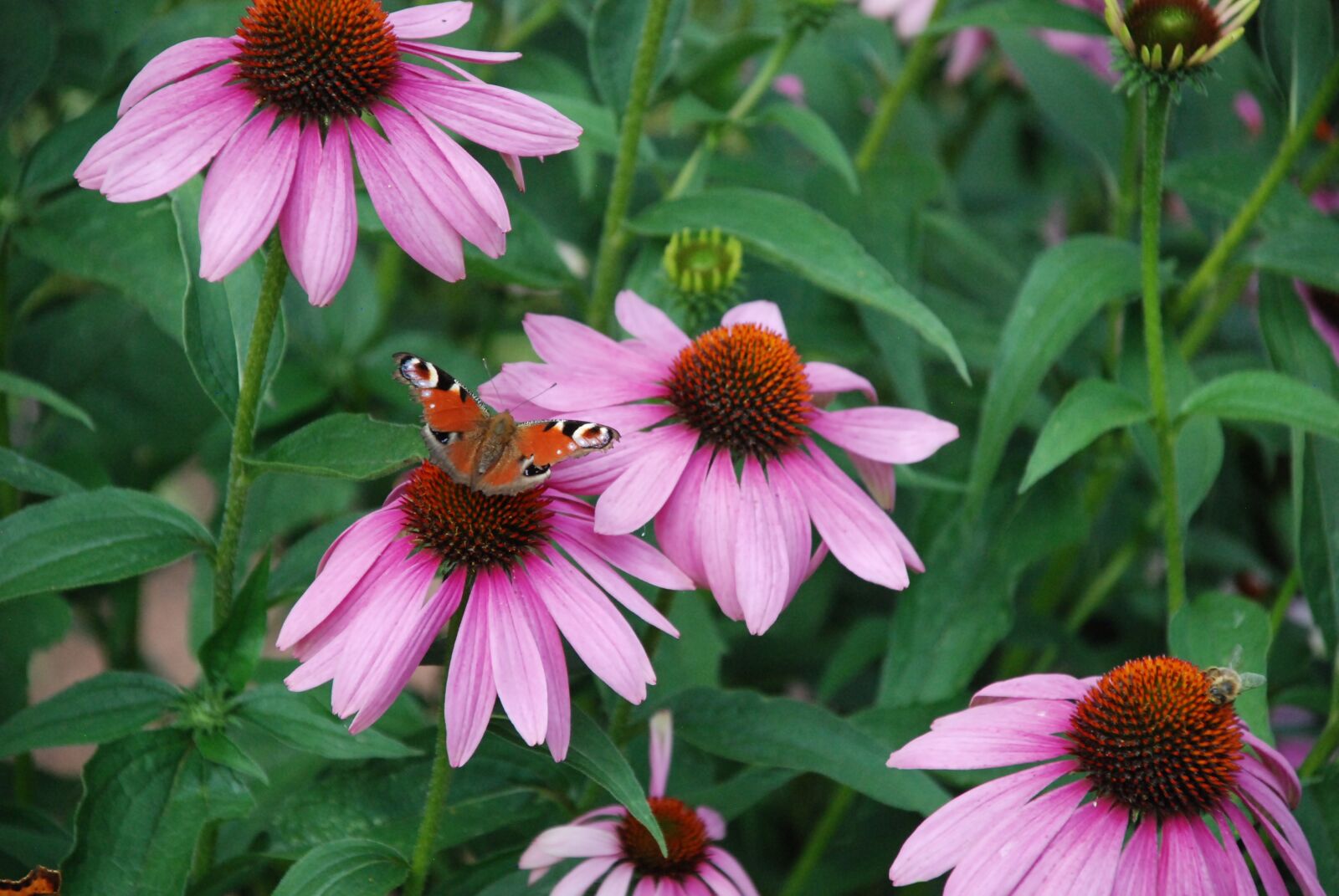 Nikon D80 sample photo. Butterfly, blossom, bloom photography