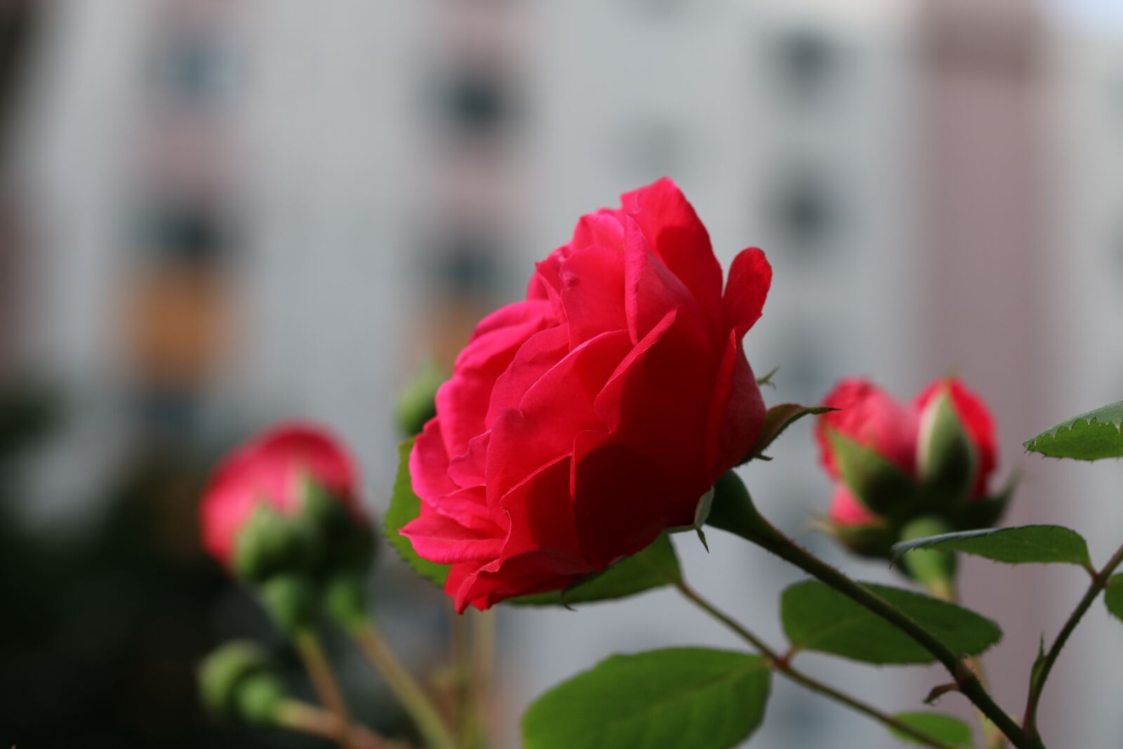 Canon EOS 750D (EOS Rebel T6i / EOS Kiss X8i) sample photo. Rose, plants, flowers photography
