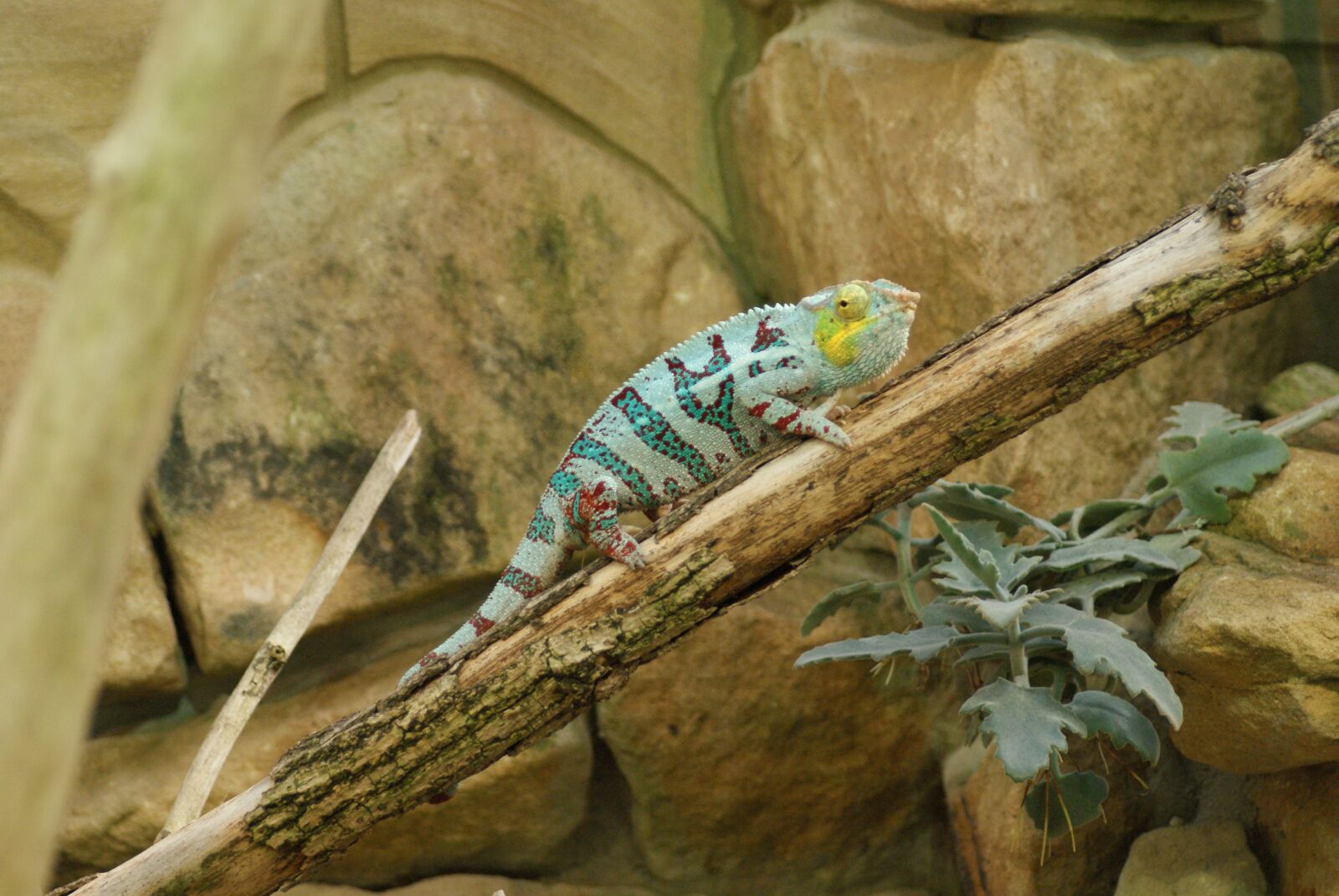 Sony Alpha DSLR-A200 sample photo. Chameleon, tropical, zoo photography