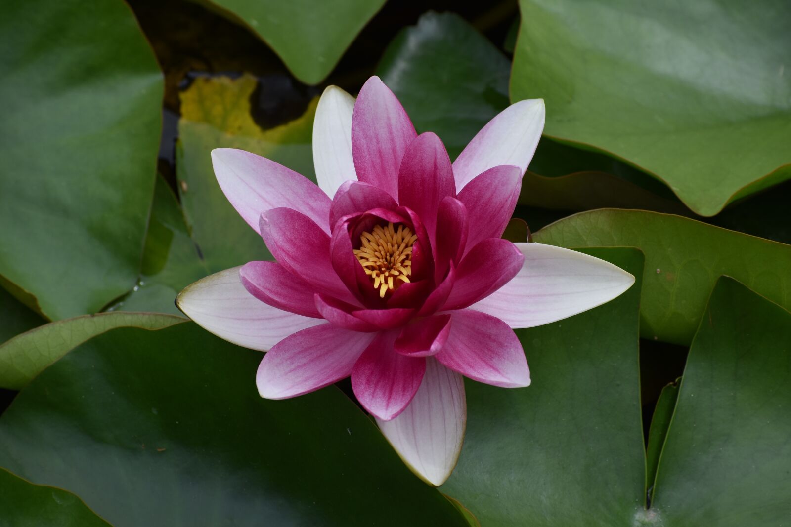 Nikon D3500 sample photo. Flowers, spring, flora photography