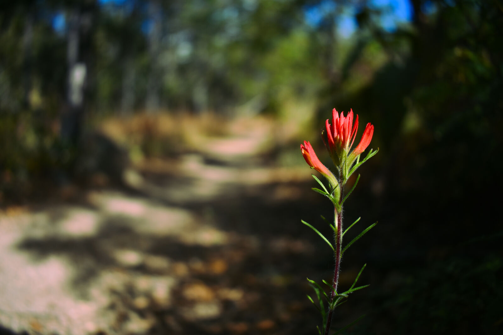 Nikon D3400 sample photo. Bokeh, close, up, exterior photography