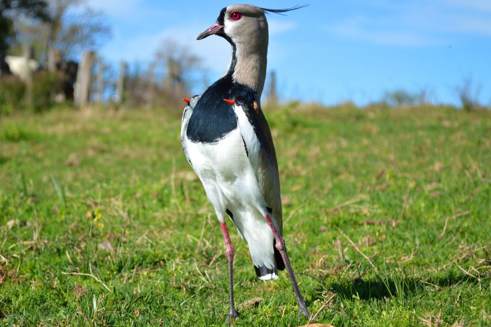 Nikon D3200 sample photo. Ave, bird, pen photography