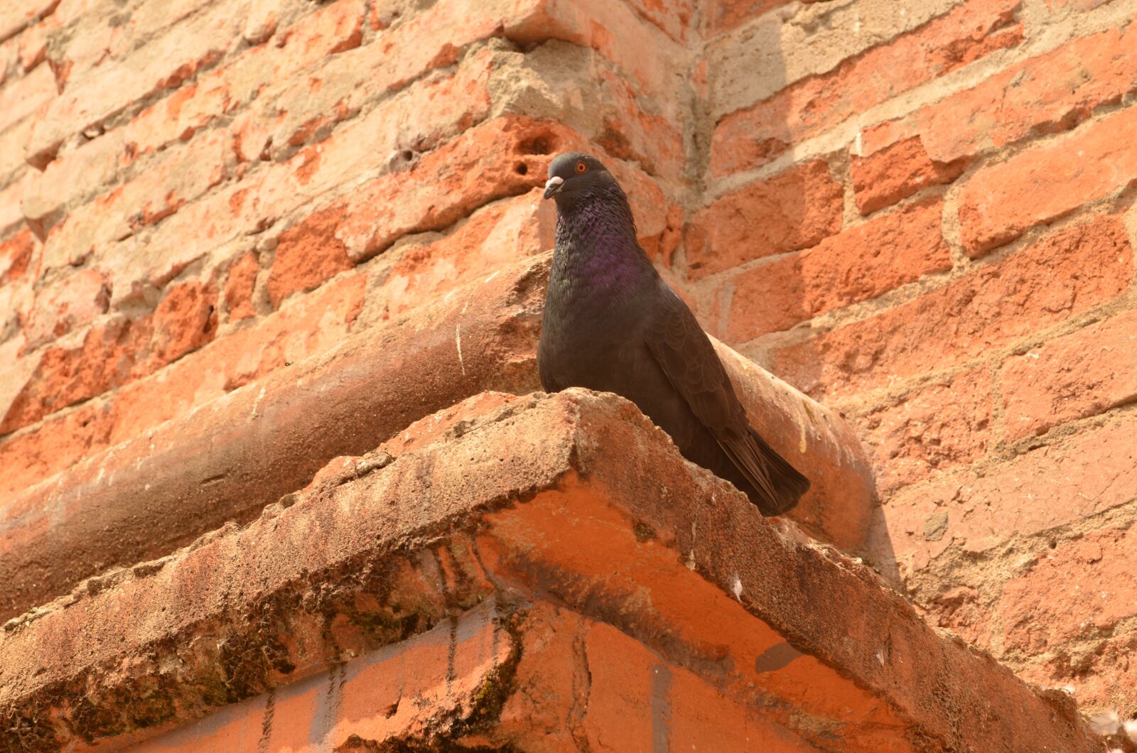 Nikon D5100 sample photo. Paloma, brick, ave photography